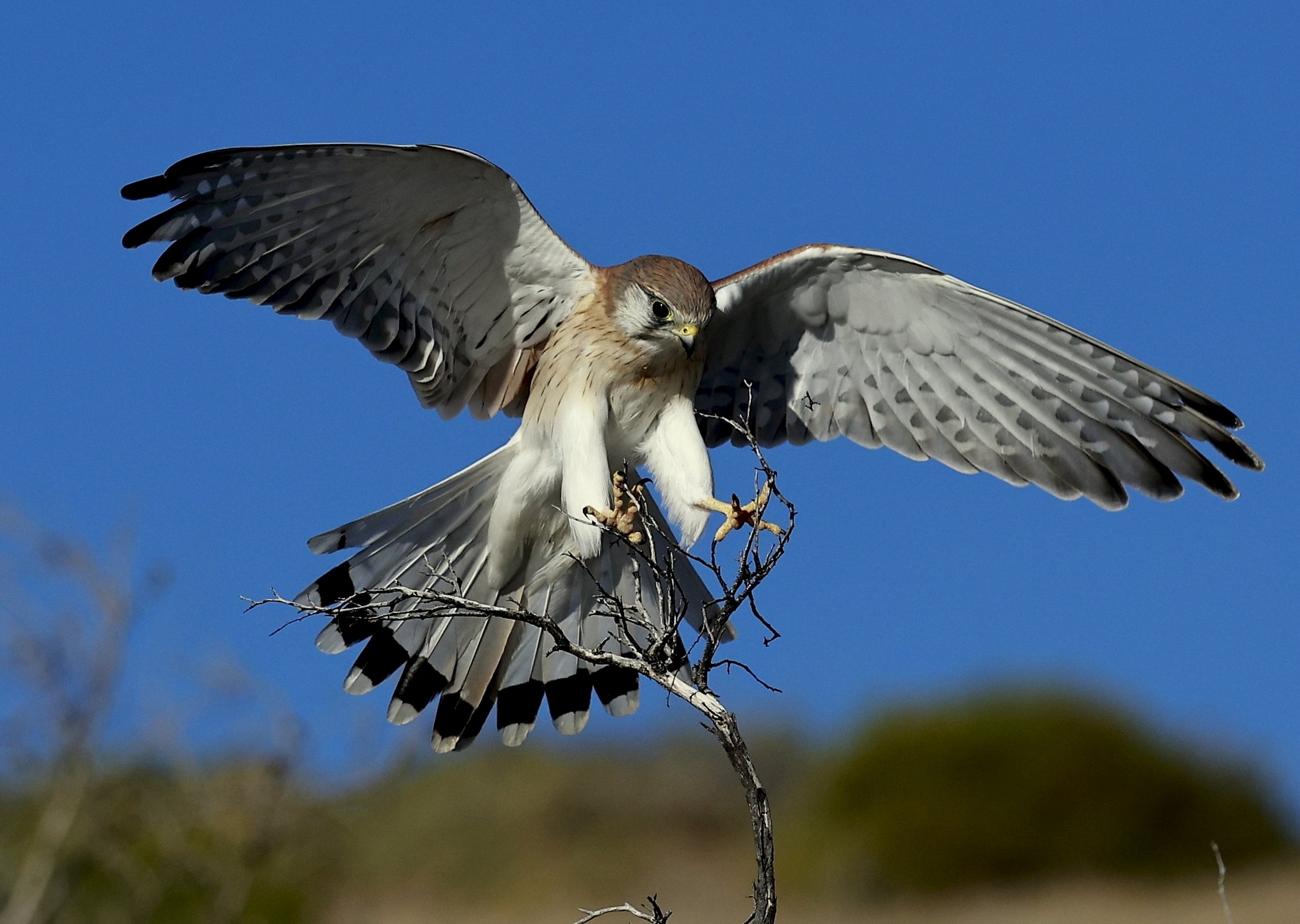 10~Vince Calo~NANKEEN KESTREL LANDING.~2026-03-17~Print - Nature.jpg