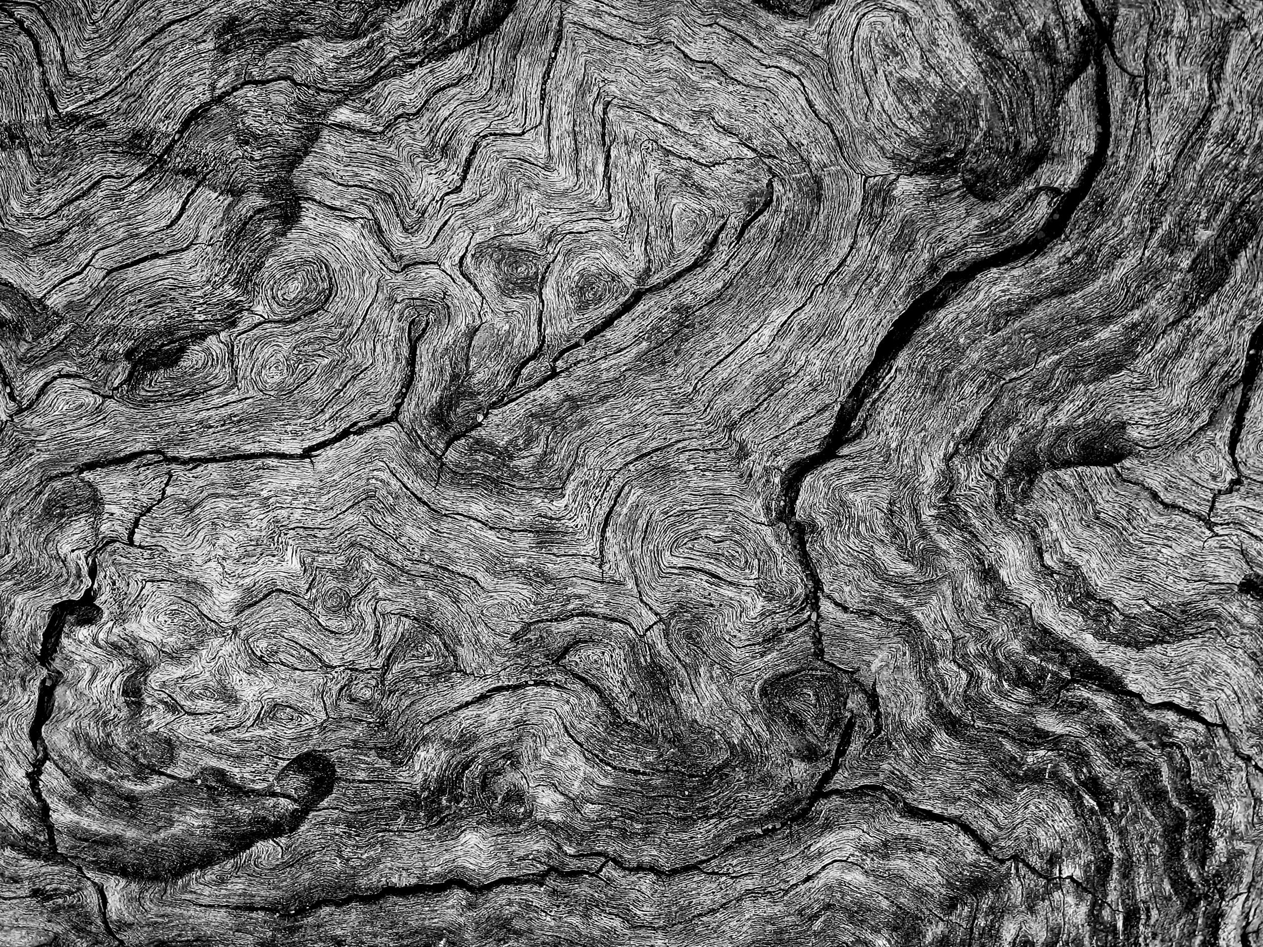 Pamela Barnett - Old Wood (27953467) - 9 - Merit