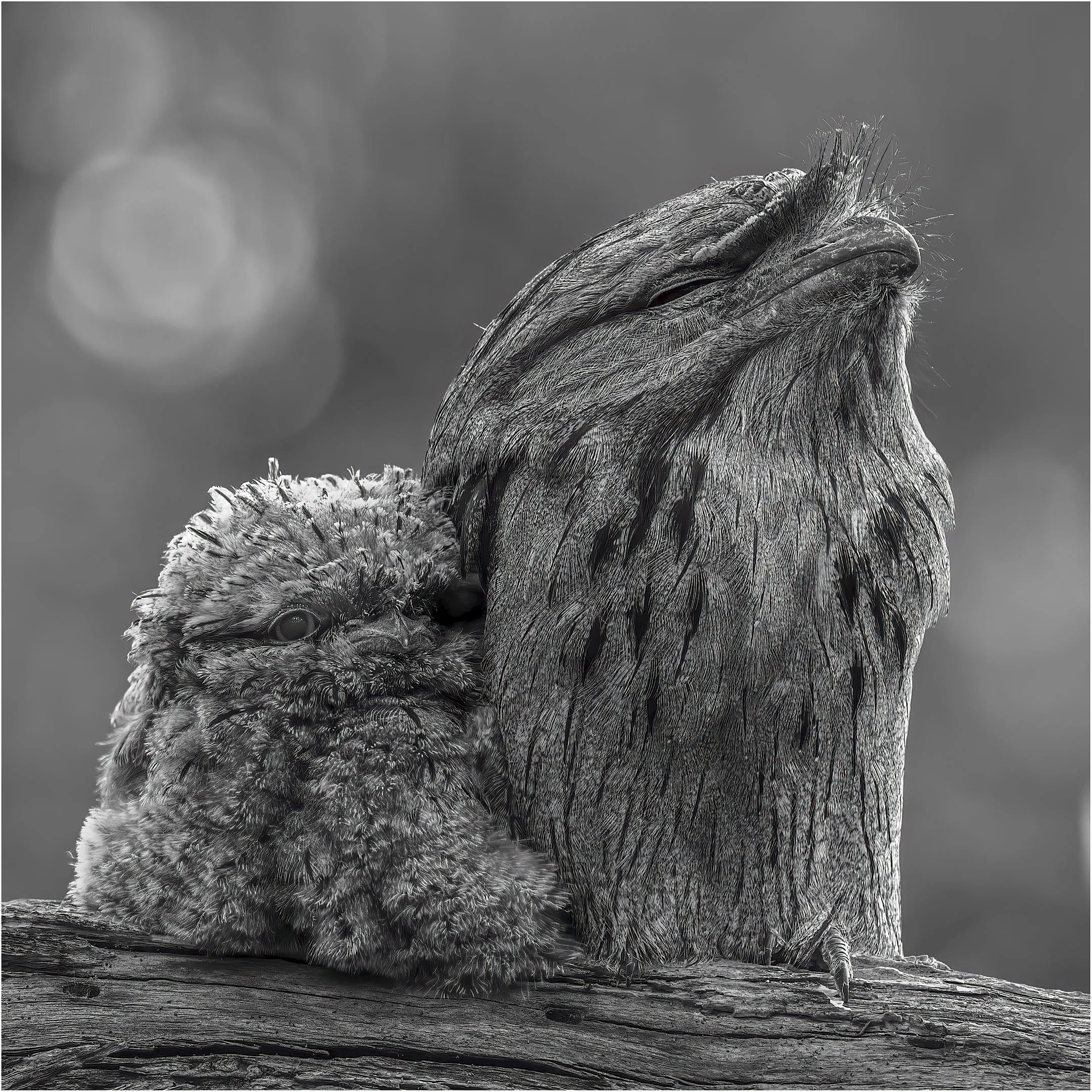 Barbara Seidel - Dad Babysits - 10 - Honour