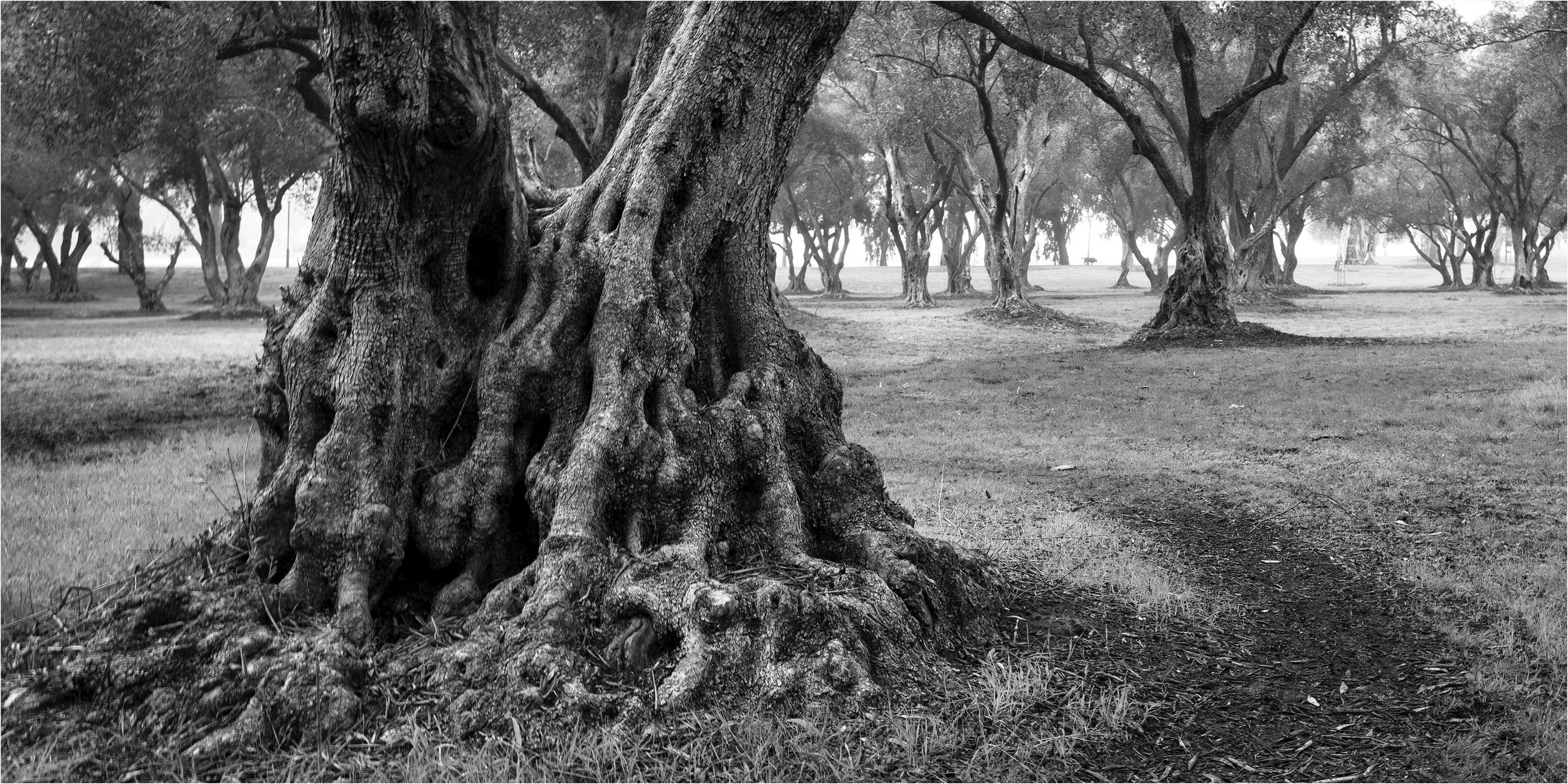Peter Murphy - Olive Buttress - 10 - Honour