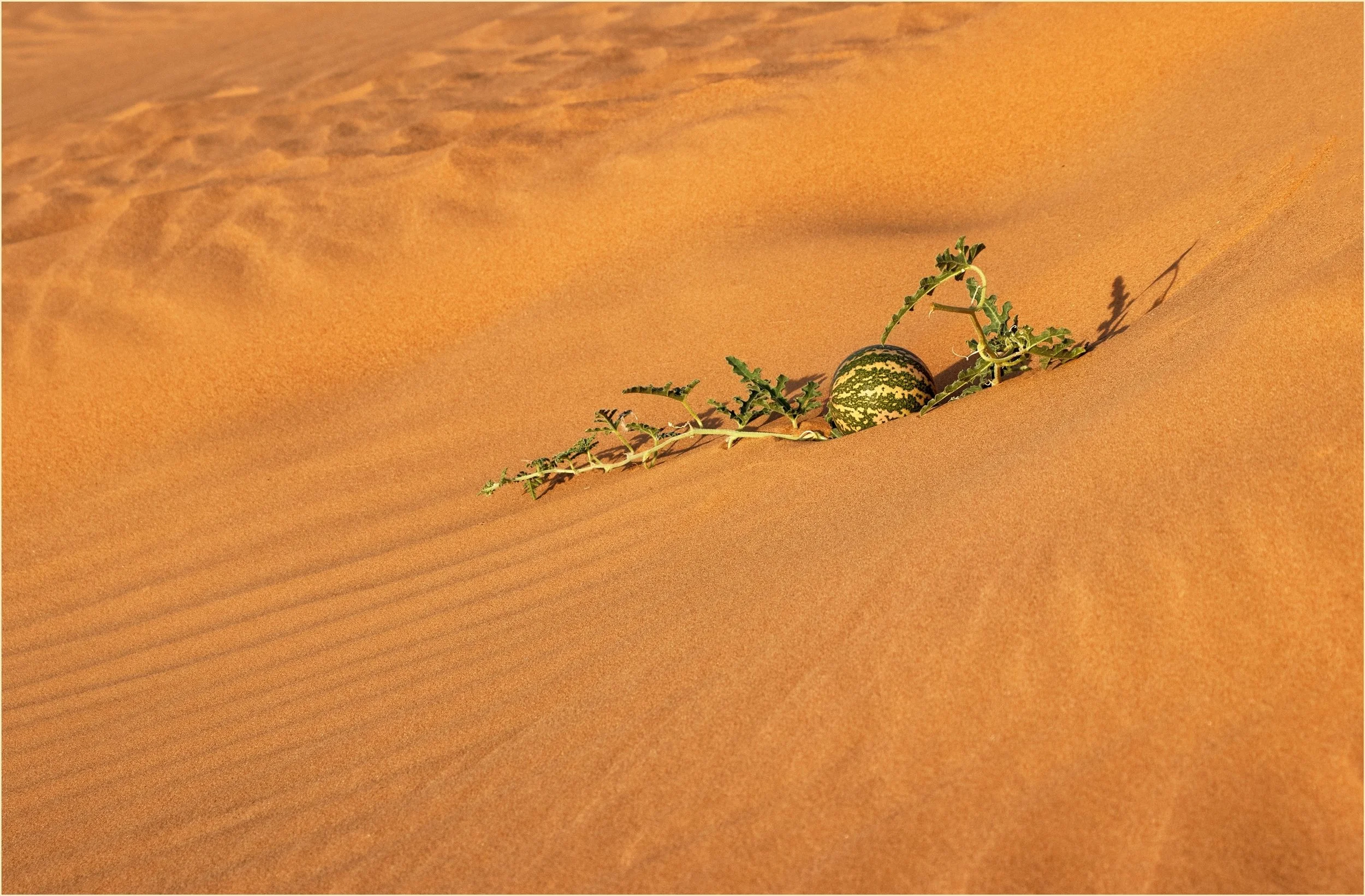  Brenda Jones EFIAP FAPS - Desert survivor - 9