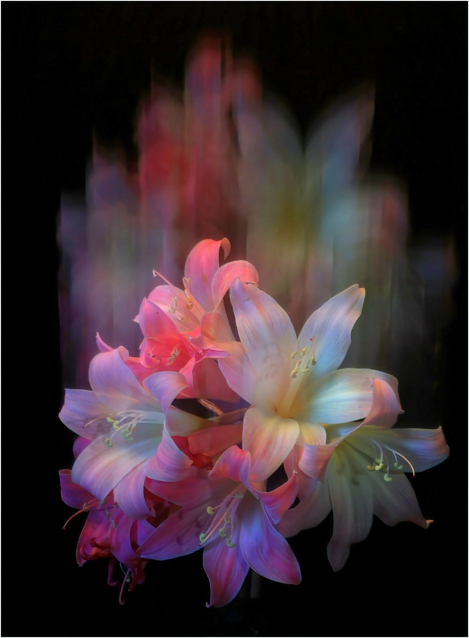 Vince Calo-Dreamy Bouquet-9 Merit