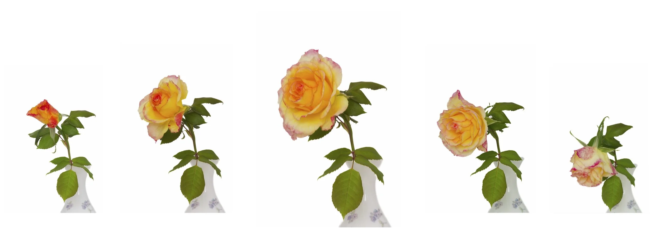 Jennifer Richter-Rose - Life Cycle-10 Honour