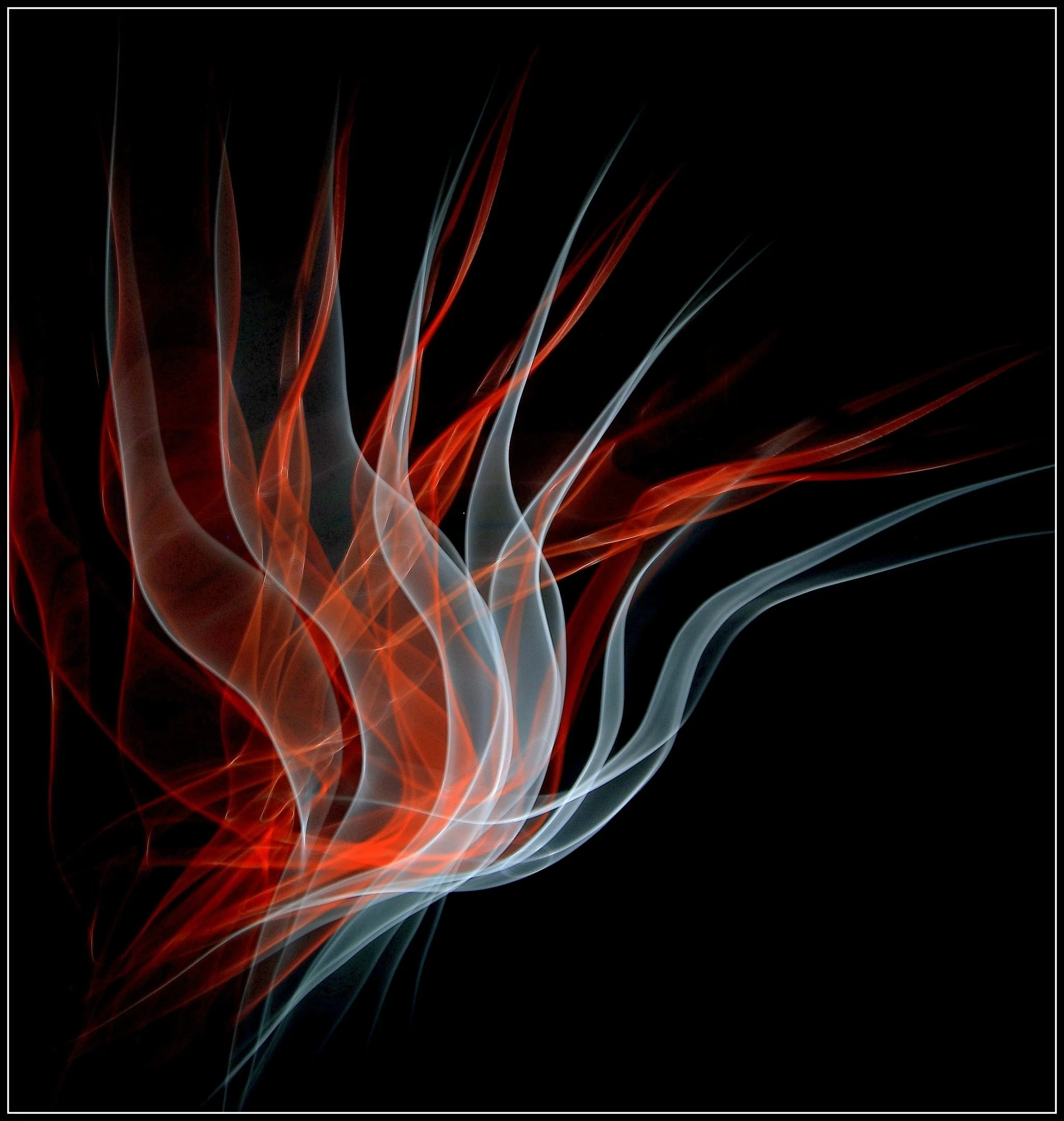 Vince Calo-Like Bird of Paradise-10 Honour