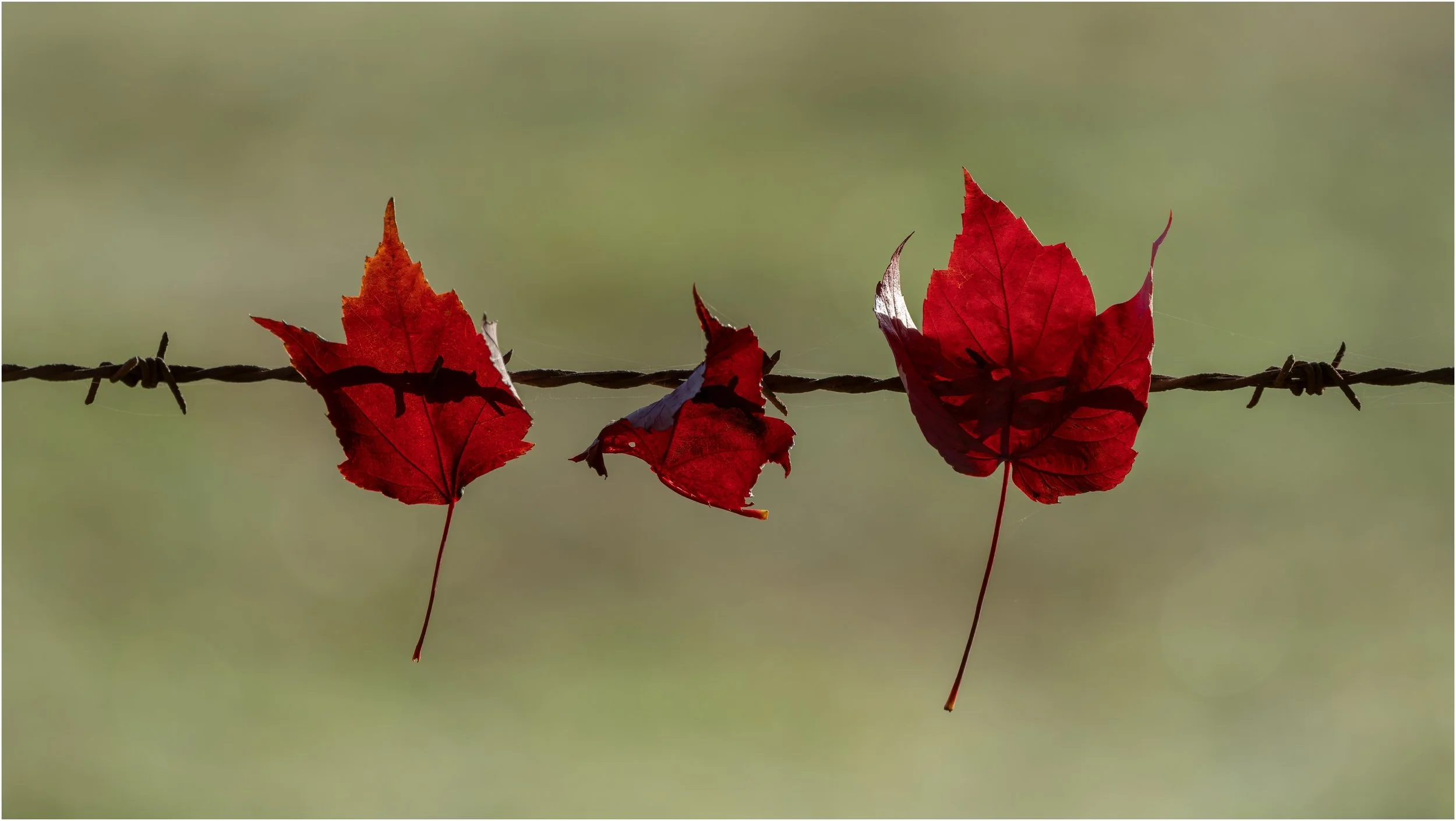 Denise Trewartha-Stopped in their tracks-10 Honour