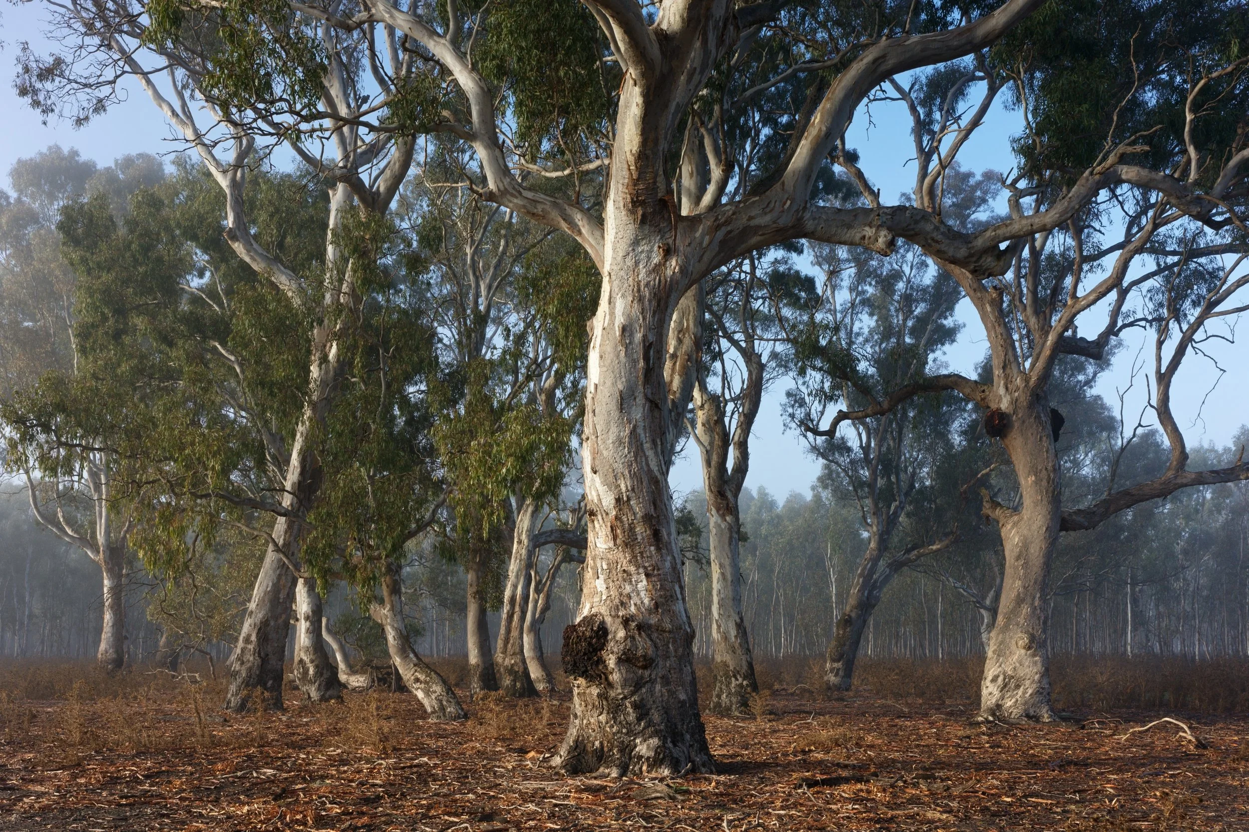 Alan Bevan AAPS-Weathered Company-9 Merit