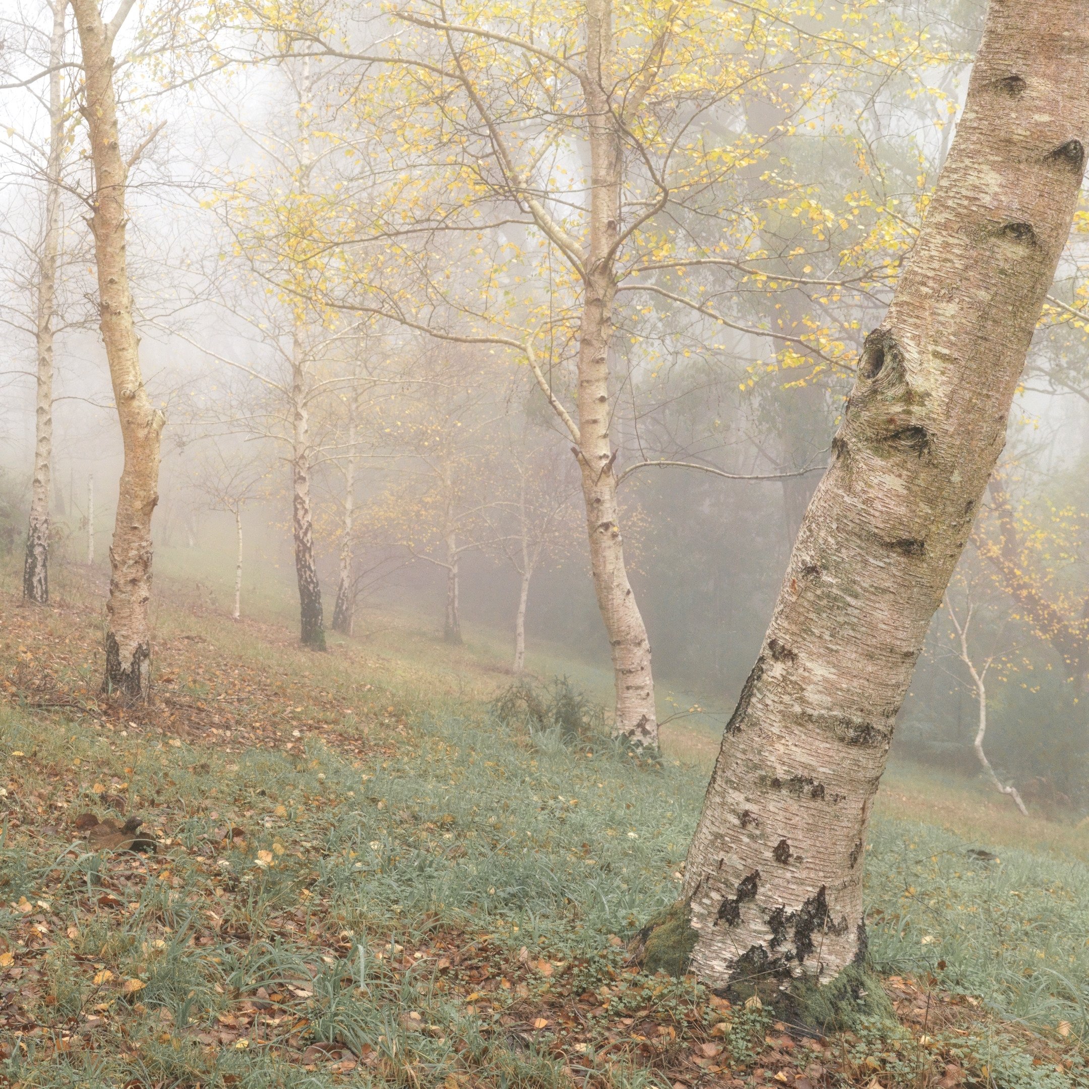 Alan Bevan AAPS-Birches-10 Honour