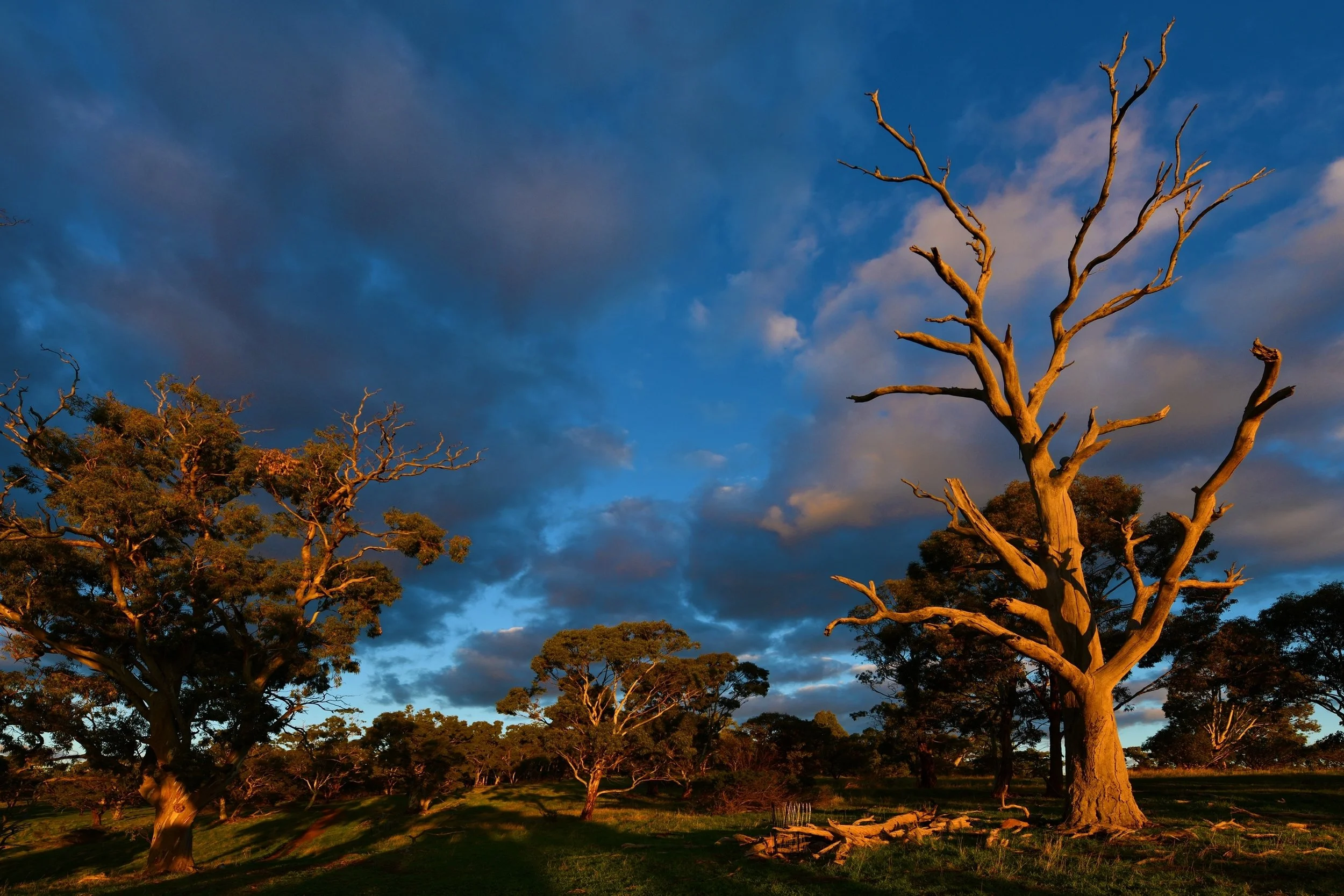 David Smith, EFIAP_p GMAPS-Hills Trees Late Light-9
