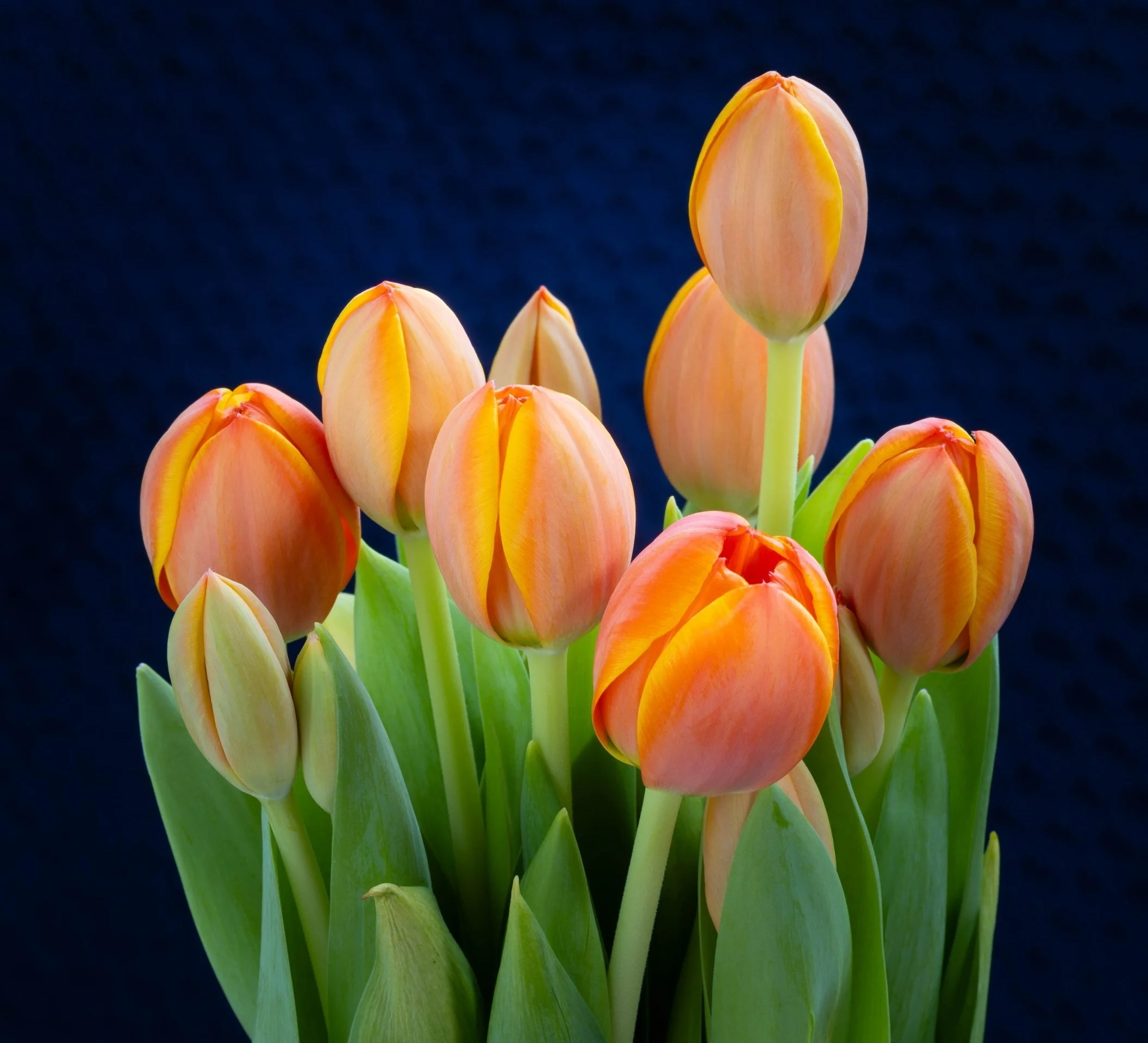 Rosemary McArthur-Tulip Buds-9