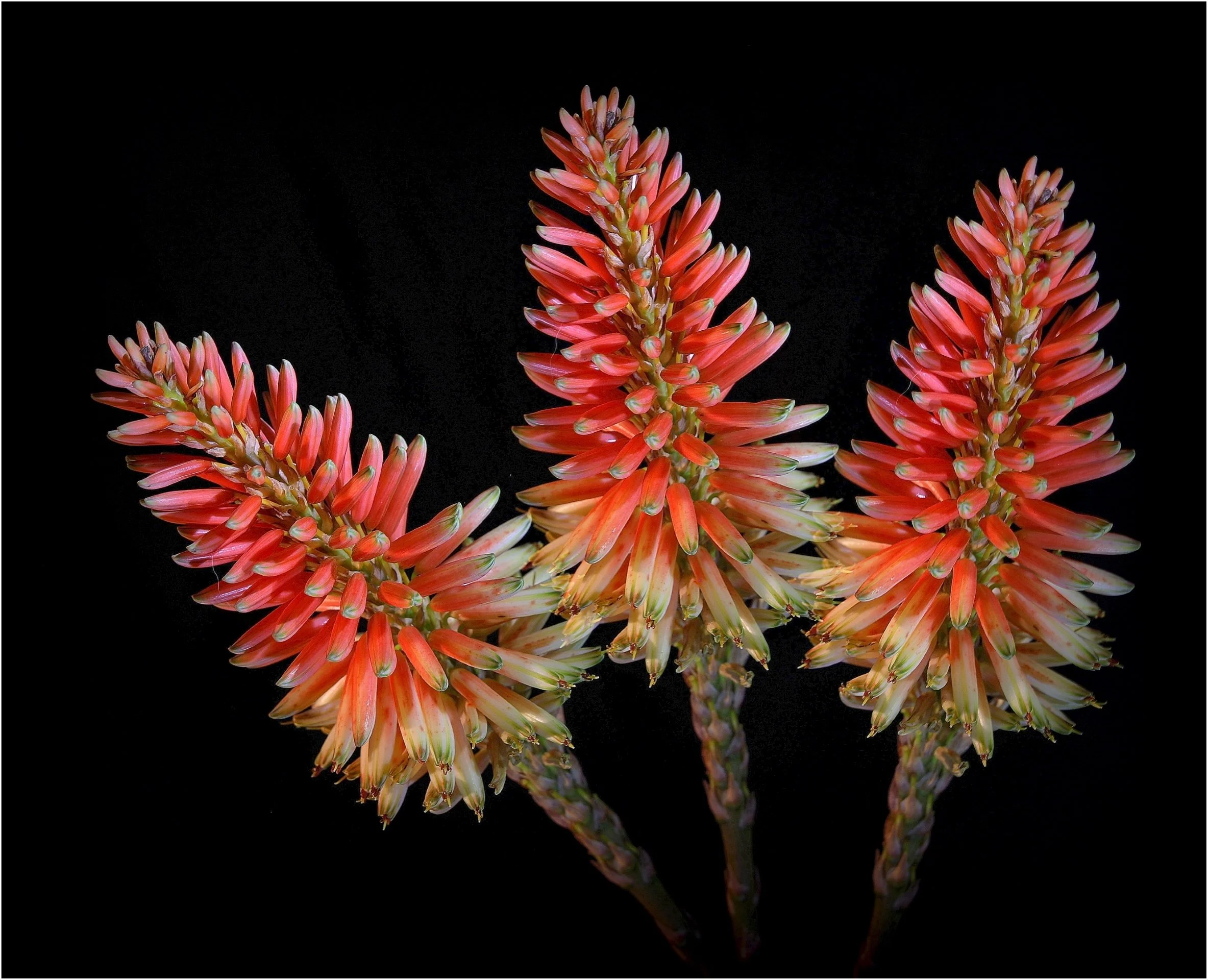 Vince Calo-Aloe Vera in Bloom-9