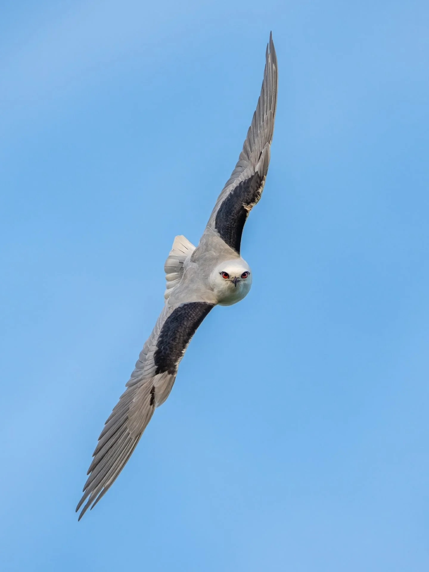Philip Hardy, FAPS-In The Kite's Sights-10
