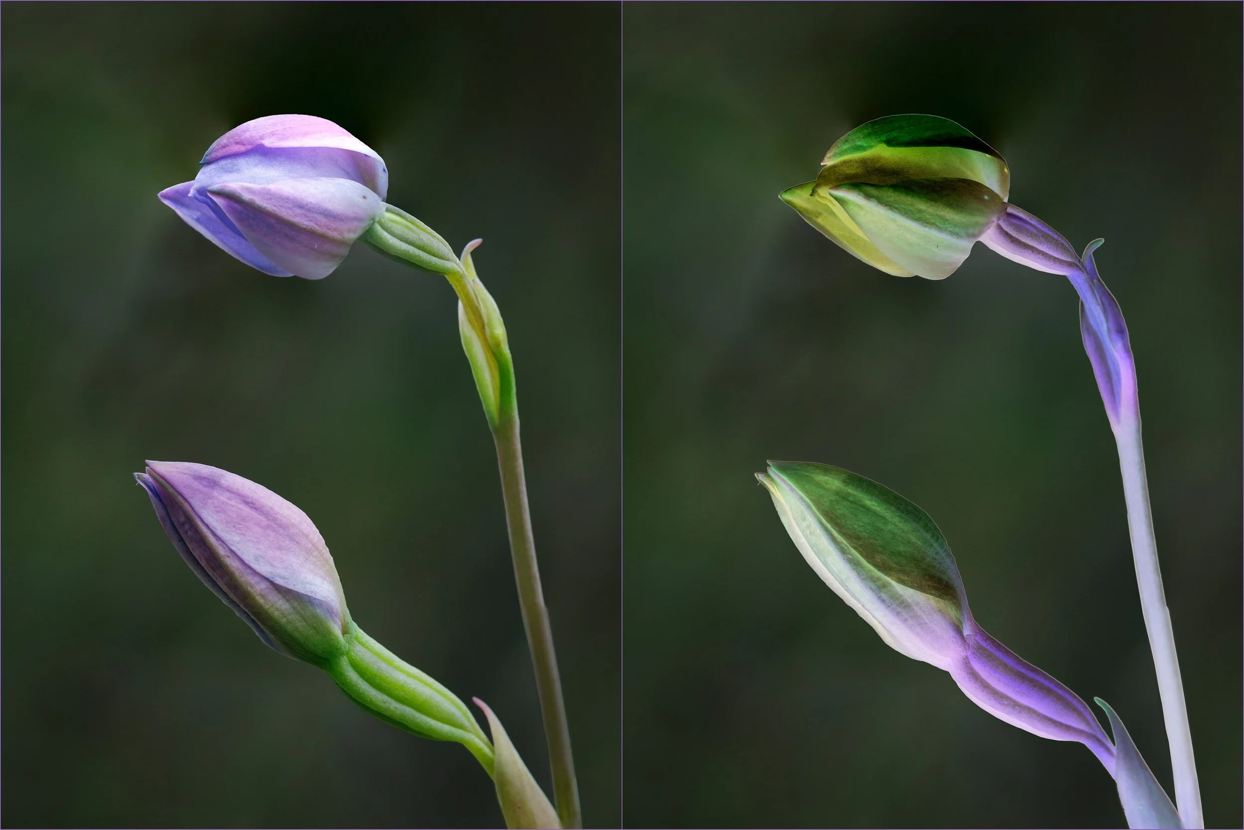 Aldo Trissi-Sun Orchid Inversion-9-Merit