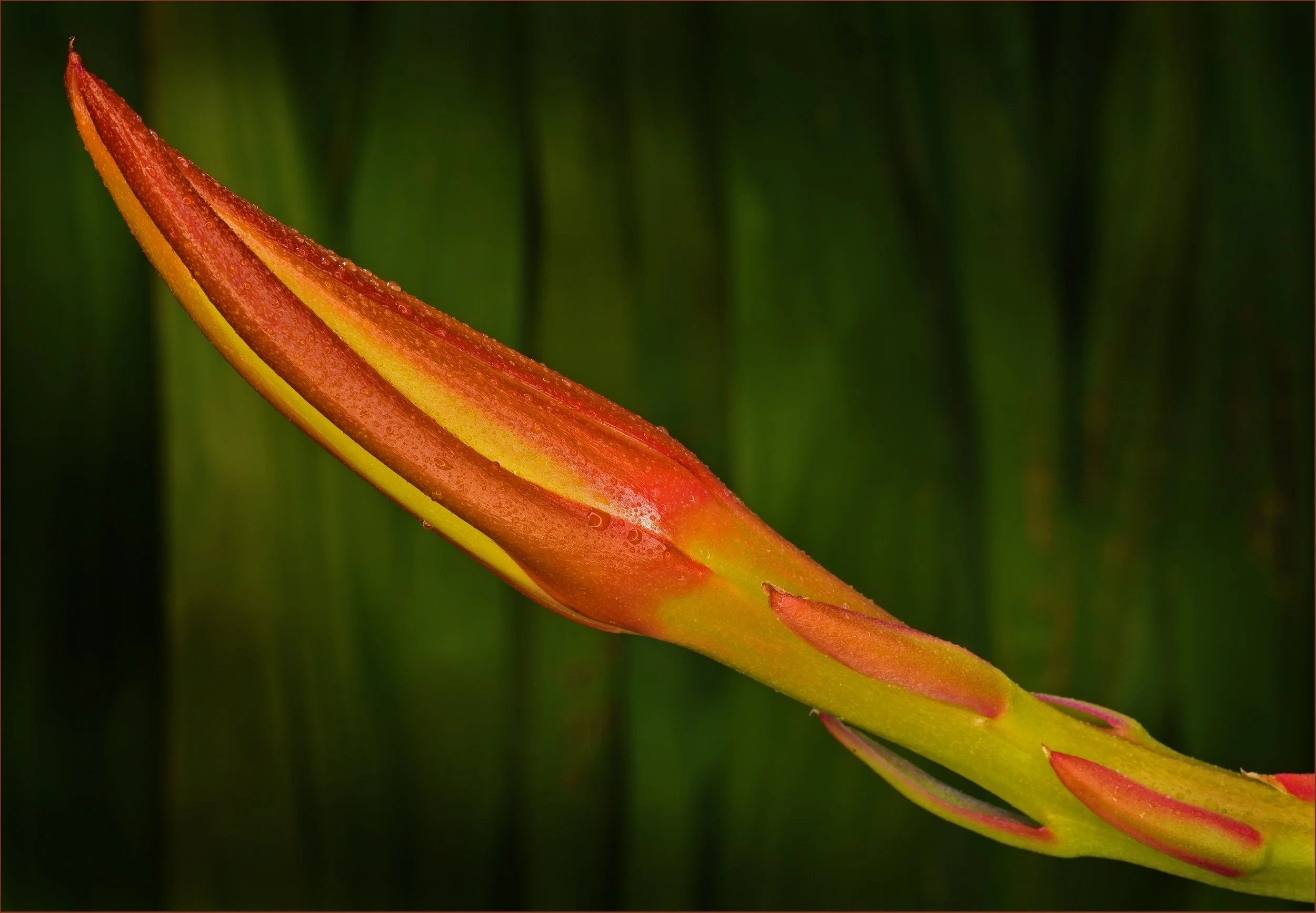 David Smith, EFIAP_p GMAPS-Wet Zygo Catcus Bud-9-Merit