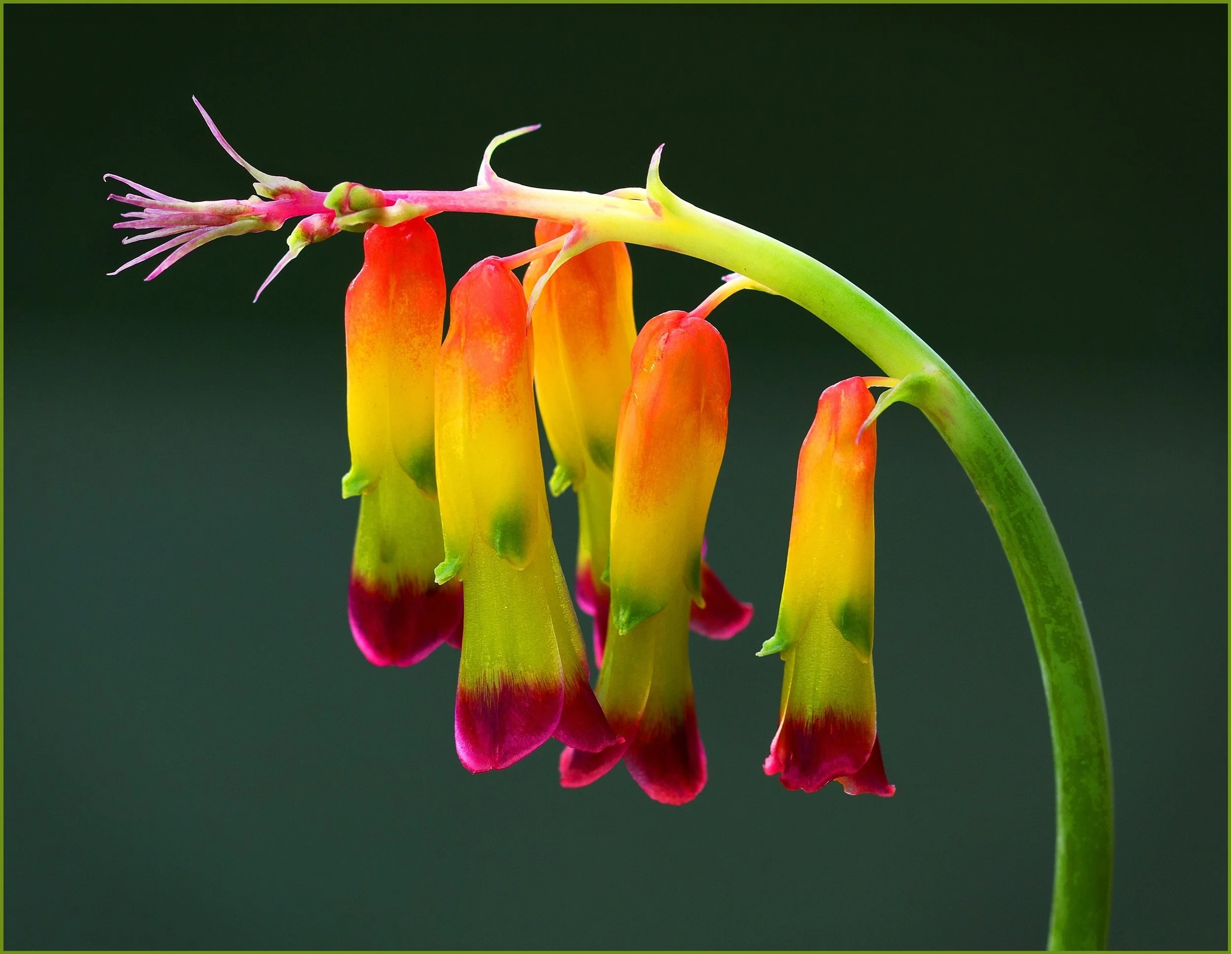 Brenda Jones, EFIAP FAPS-Cape Cowslip-10-Honour