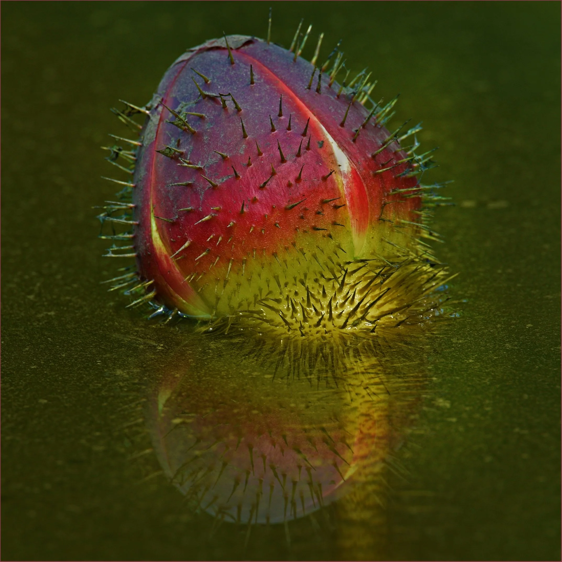 David Smith, EFIAP_p GMAPS-Amazon Lily Bud Reflected-10-Honour