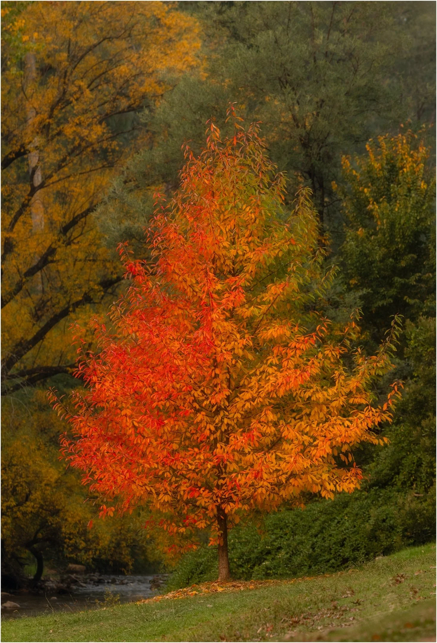 Denise Trewartha-Autumn's First Blush-10-Honour