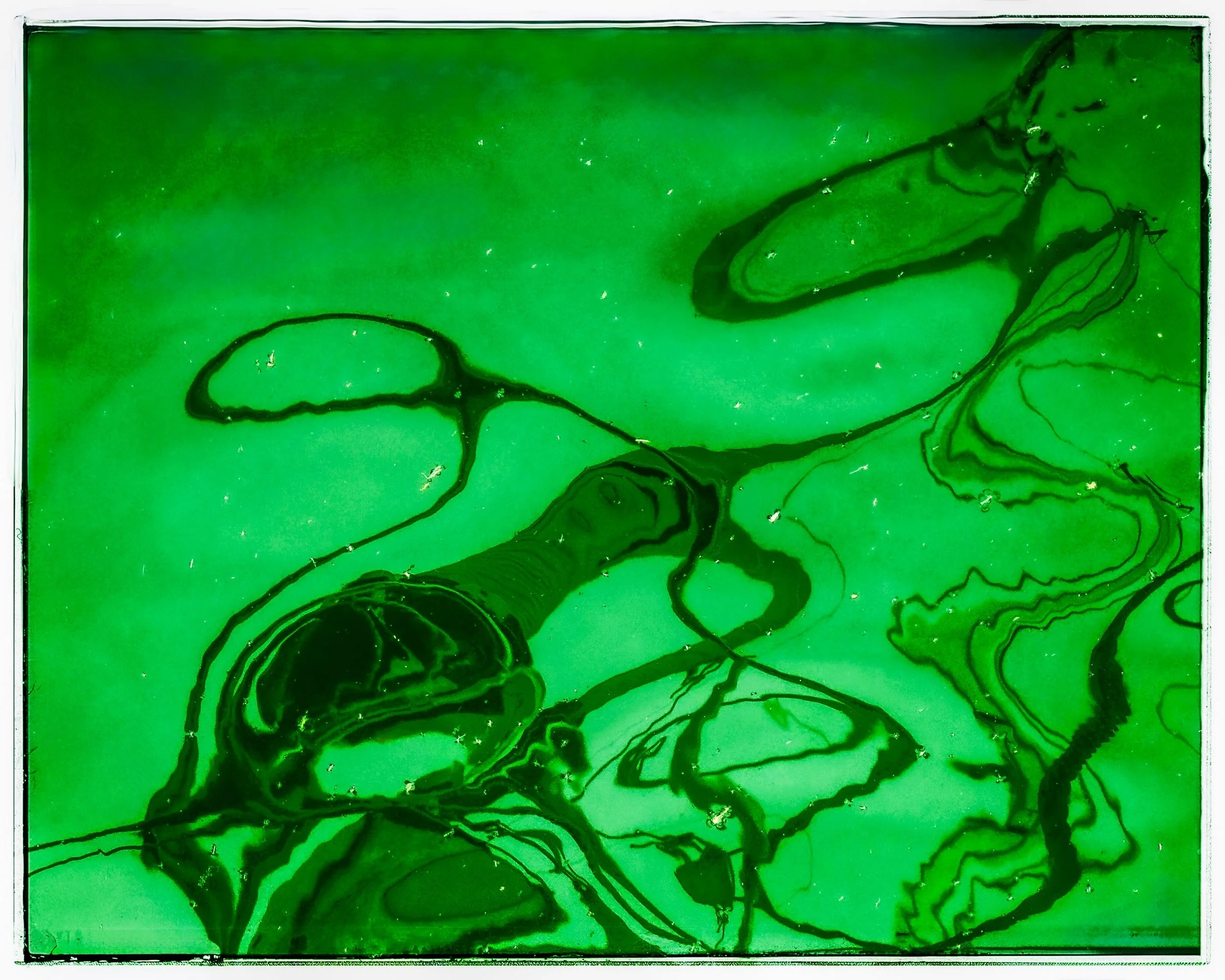 9~Judi Thies, AAPS~Tangled Tentacles~2026-08-18~Digital - Abstract Reflections.jpg