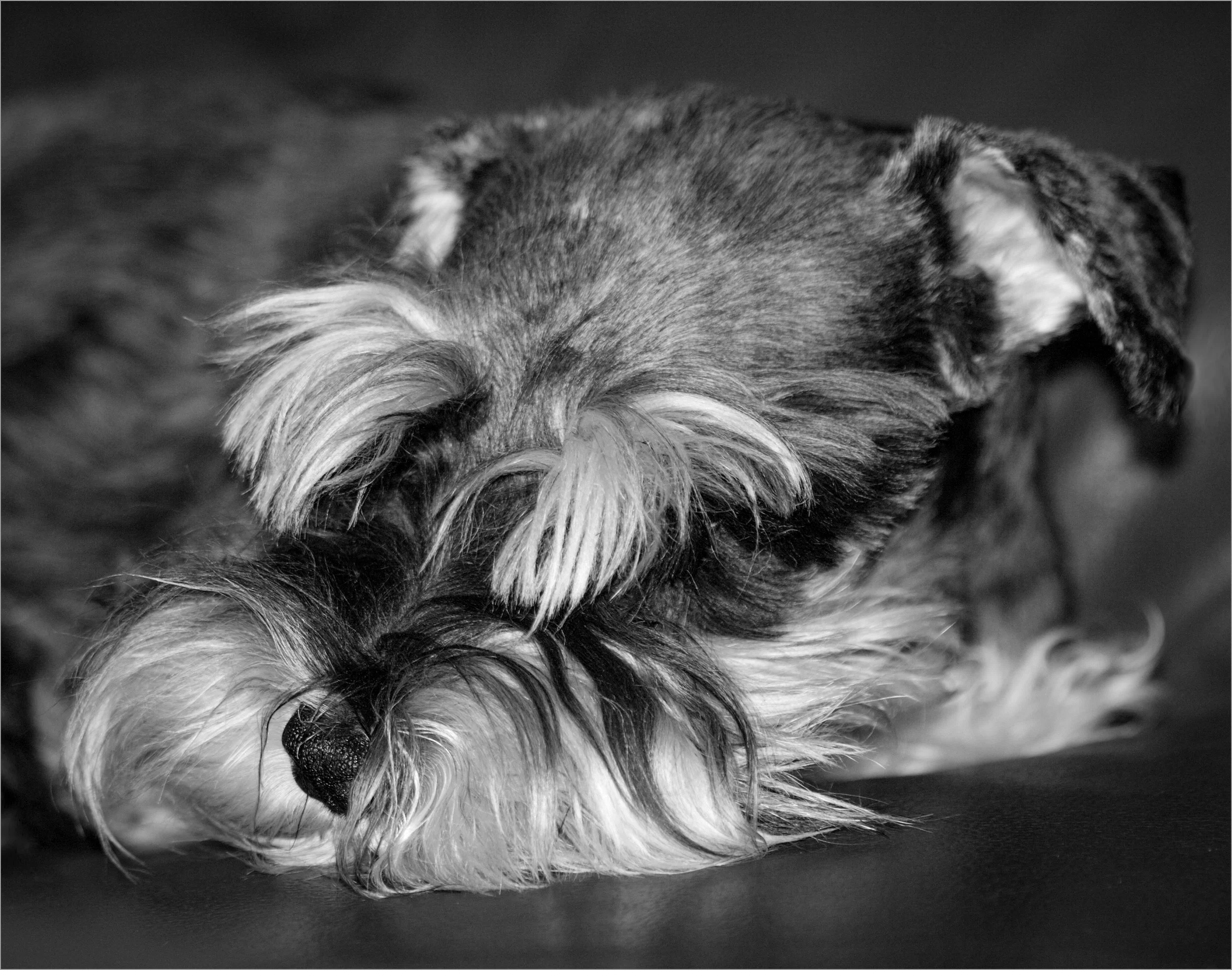 9~Aldo Trissi~Schnauser~2026-08-18~Print - Mono.jpg