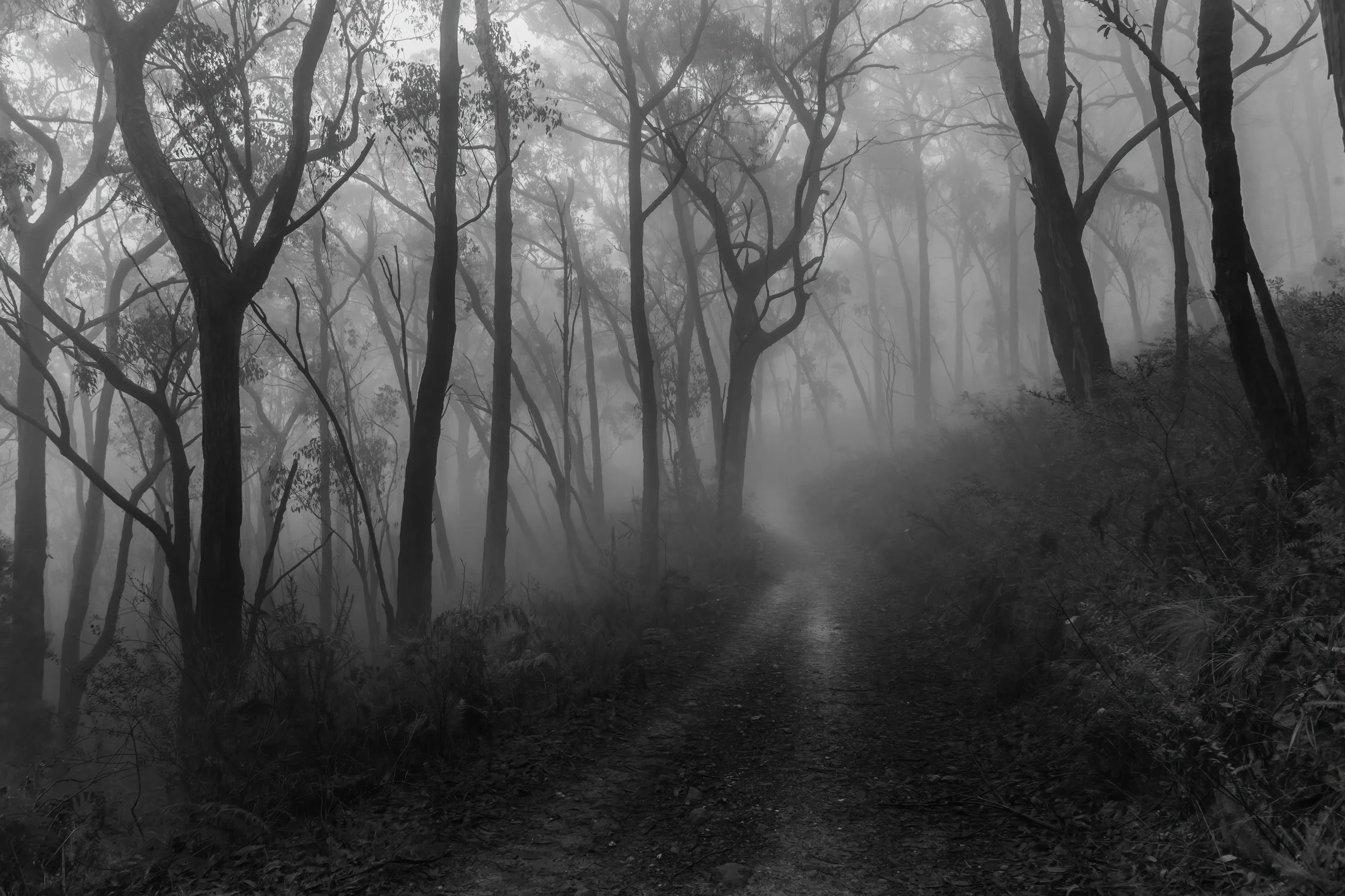 9~David Munro, EFIAP FAPS~Winter Walk Adelaide Hills~2026-08-18~Print - Mono.jpg