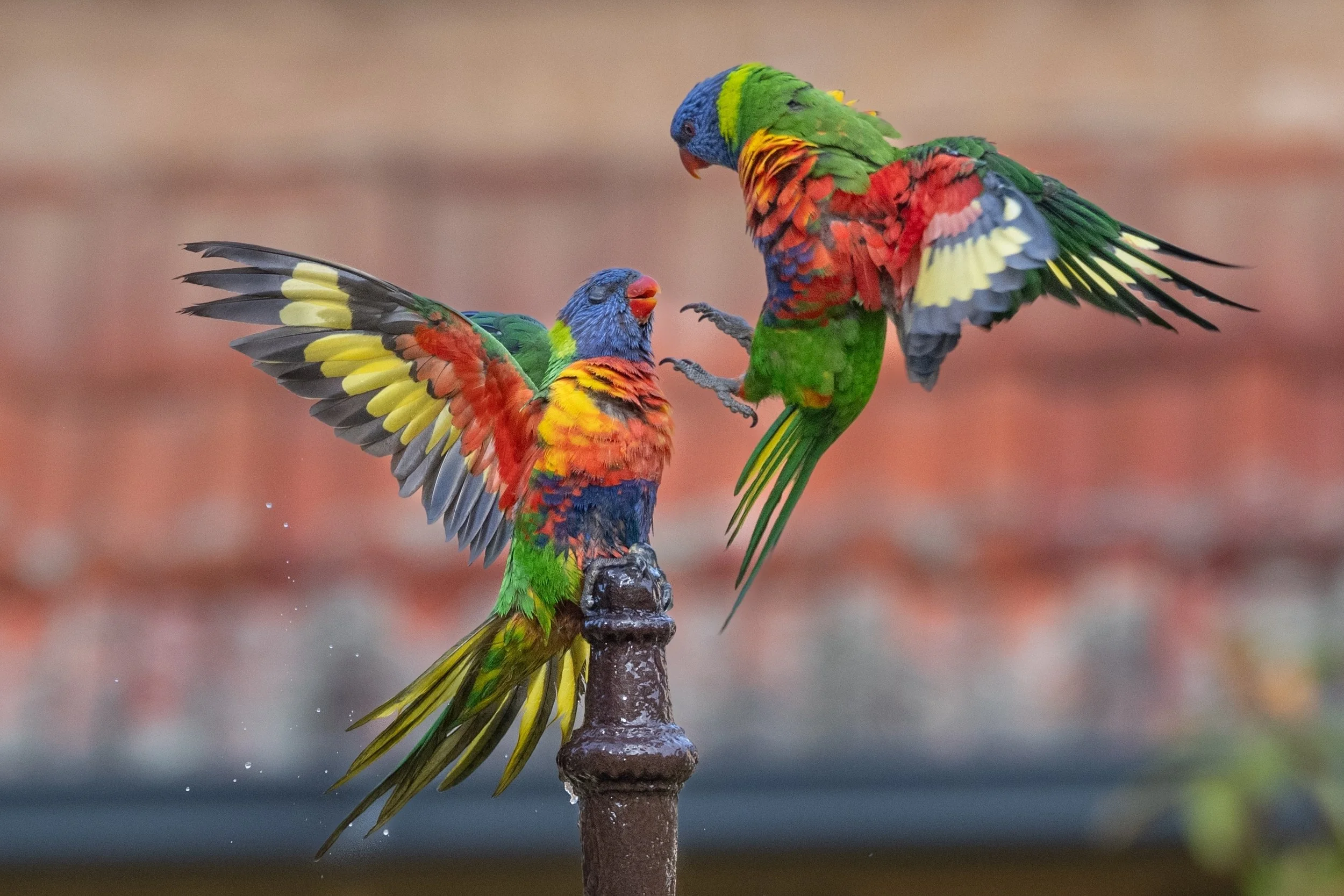 9~Frank (Guangyu) Xu~Lorikeet Aerial Duel~2026-09-01~Digital Colour.jpg