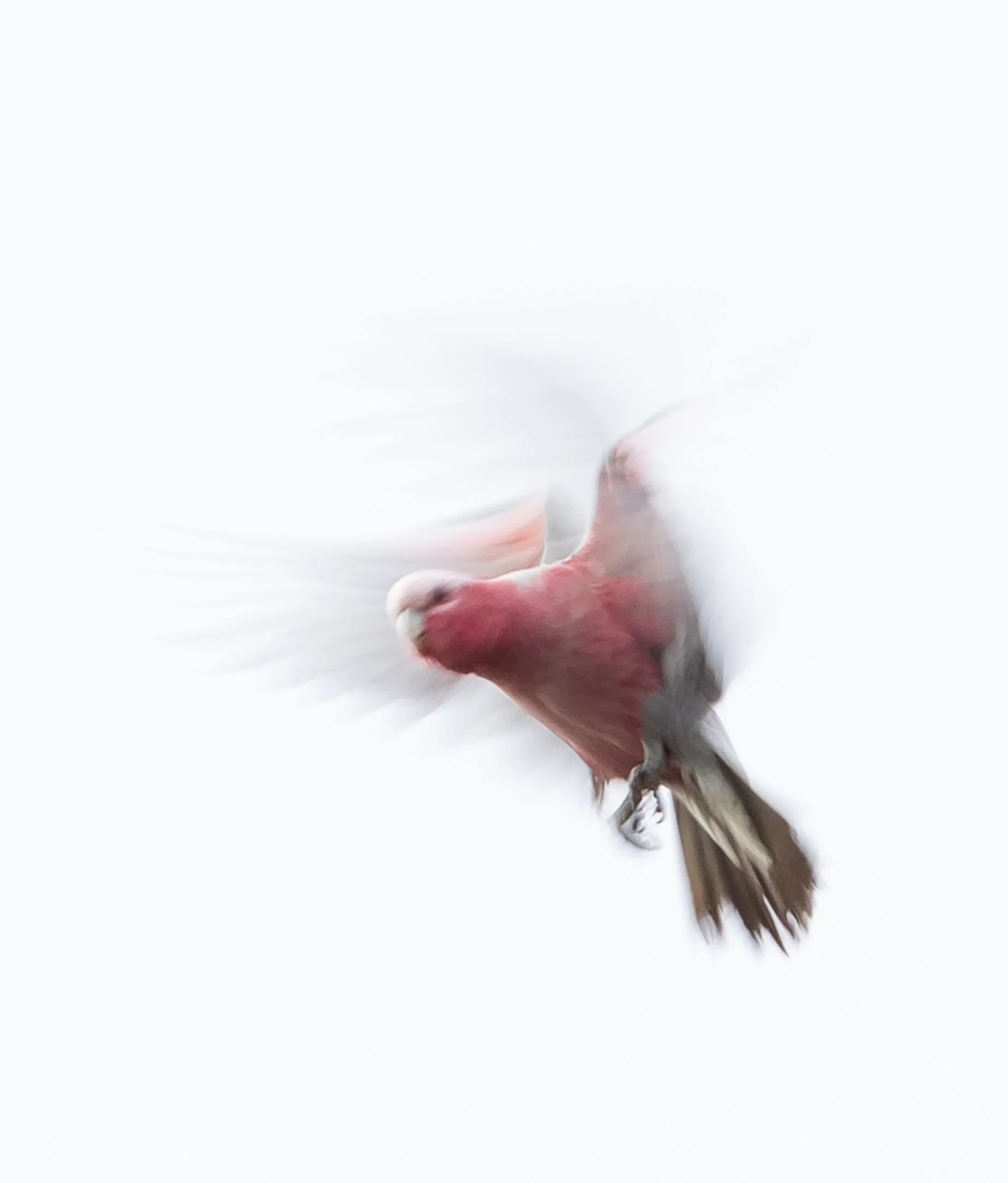 9~Denise Trewartha~Angel Wings~2026-09-15~Monthly Digital - Simplicity.jpg