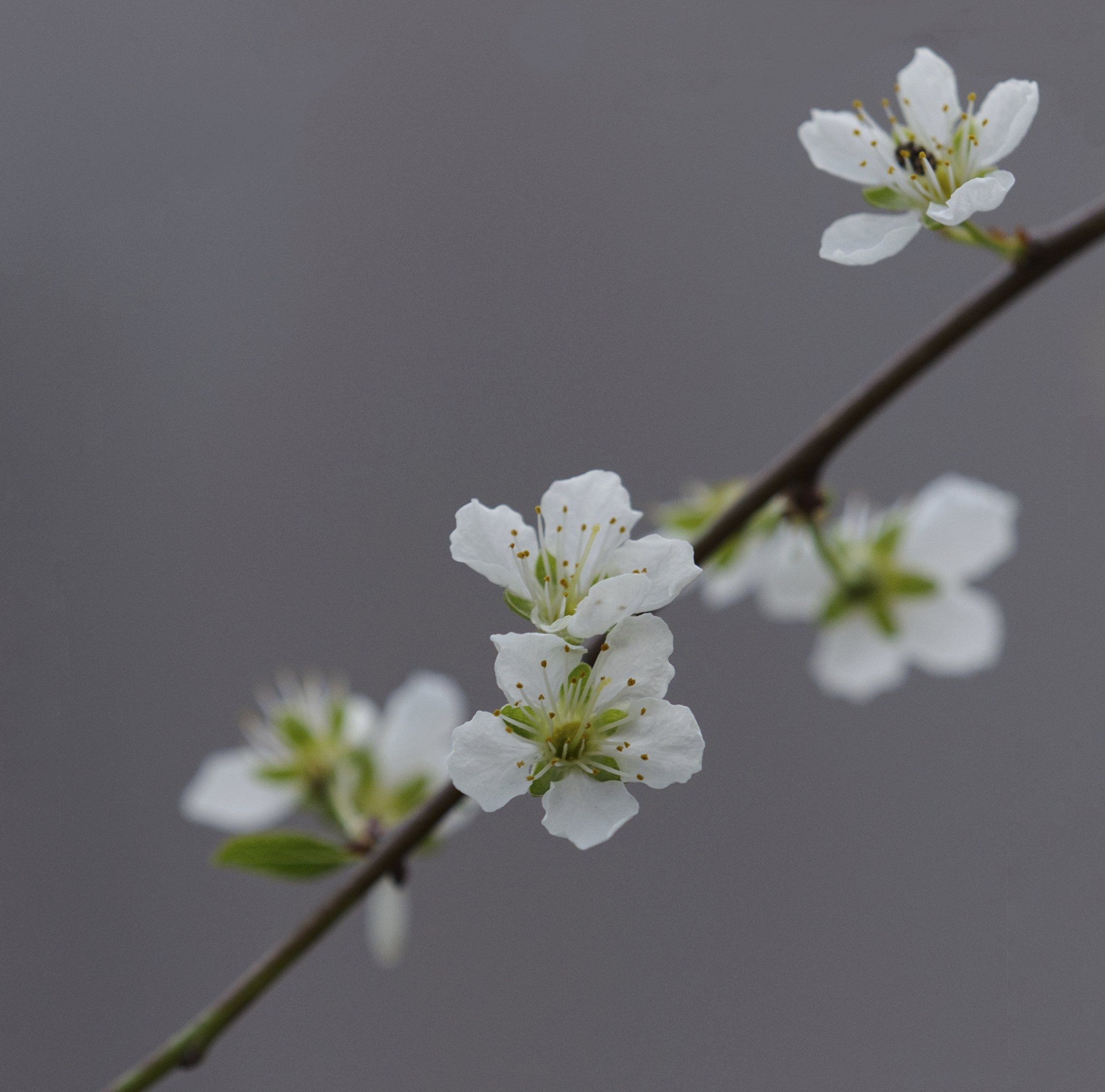 9~Kathy Terrell~Spring has arrived~2026-09-15~Monthly Digital - Simplicity.jpg