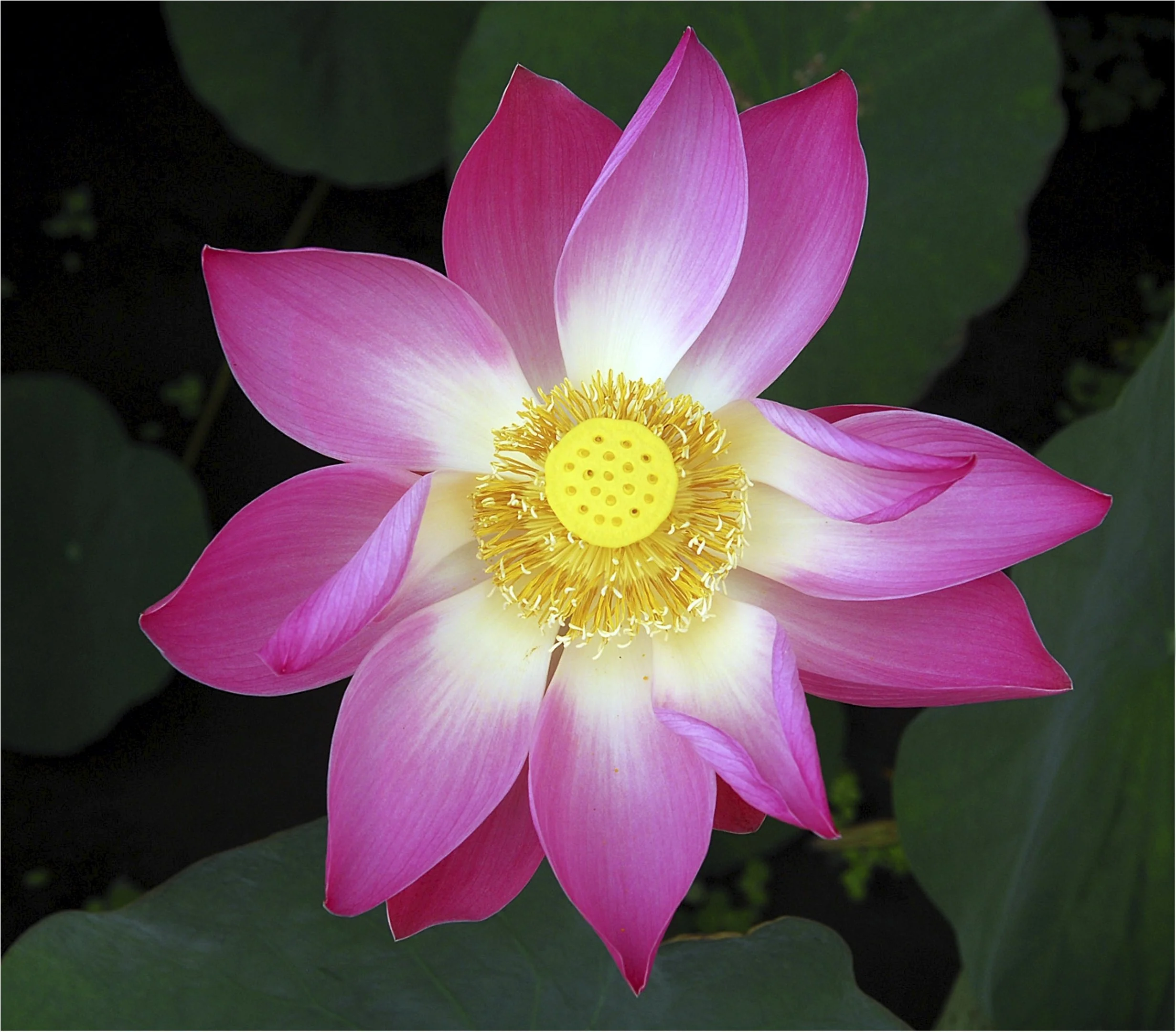 9~Ron Jackson, EFIAP FAPS SSAPS~Lotus-in-Bloom~2026-09-15~Monthly Digital - Simplicity.jpg
