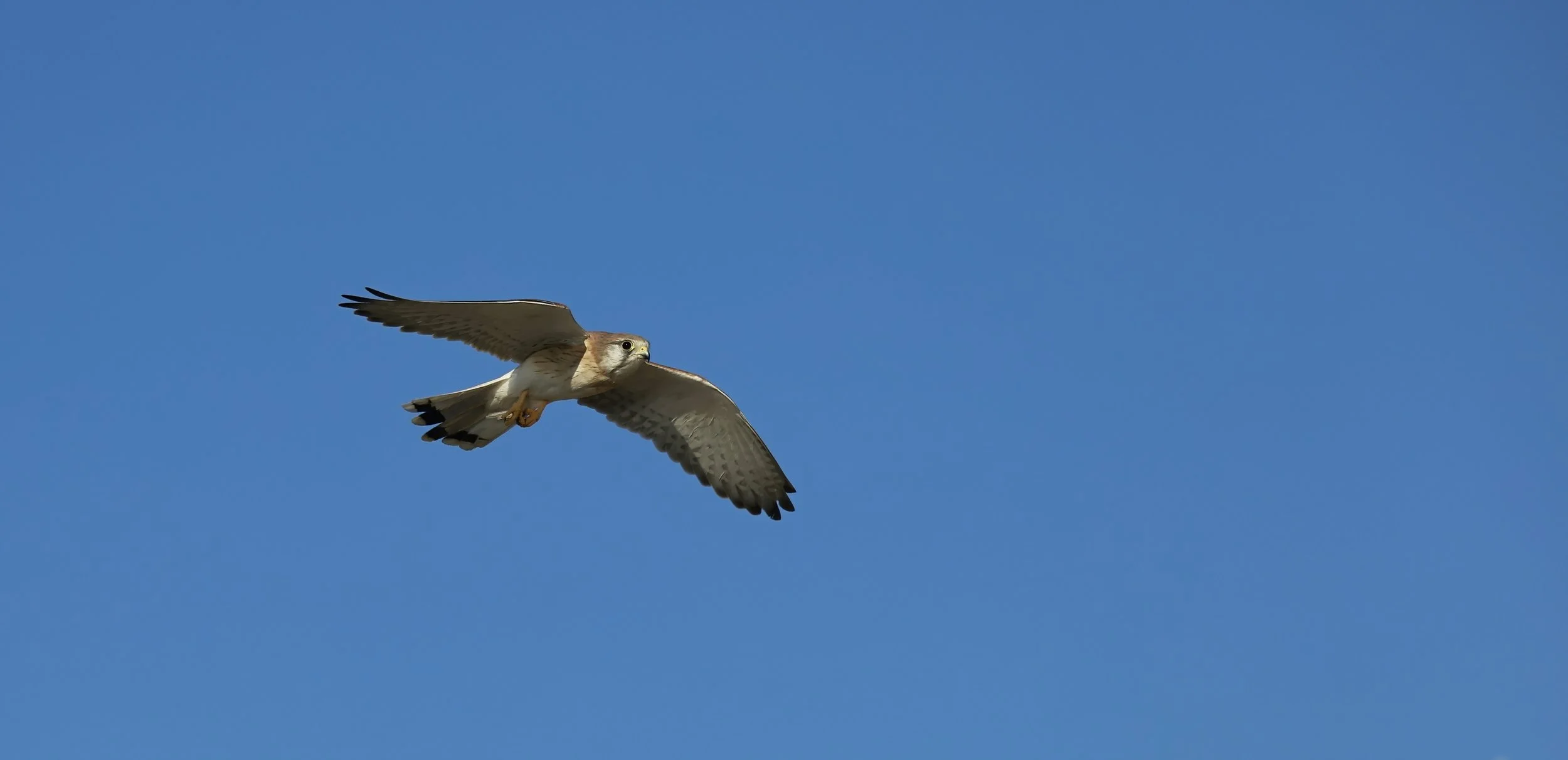 9~Vince Calo~KESTREL IN FULL FLIGHT.~2026-09-15~Monthly Digital - Simplicity.jpg