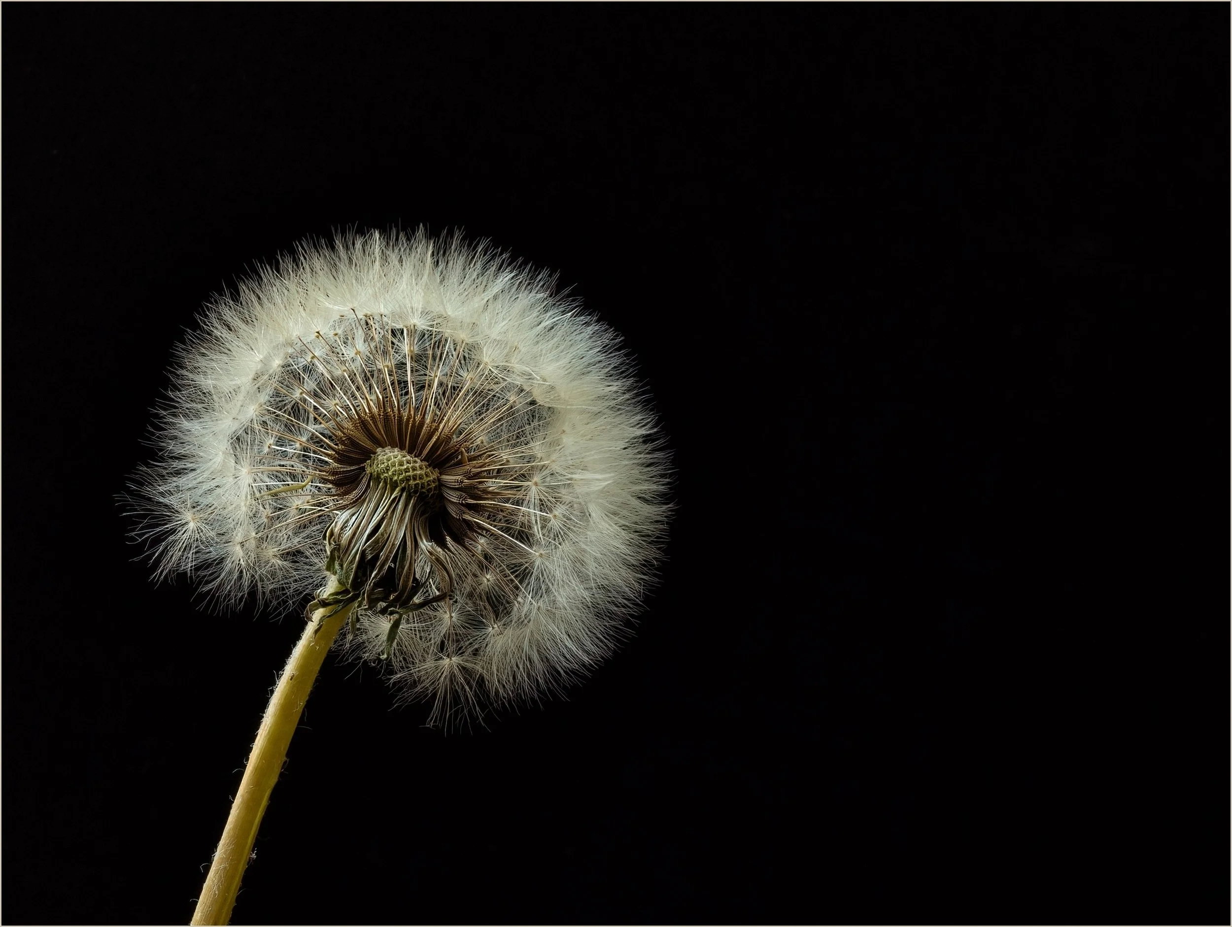 10~Brenda Jones, EFIAP FAPS~Just a weed~2026-09-15~Monthly Digital - Simplicity.jpg
