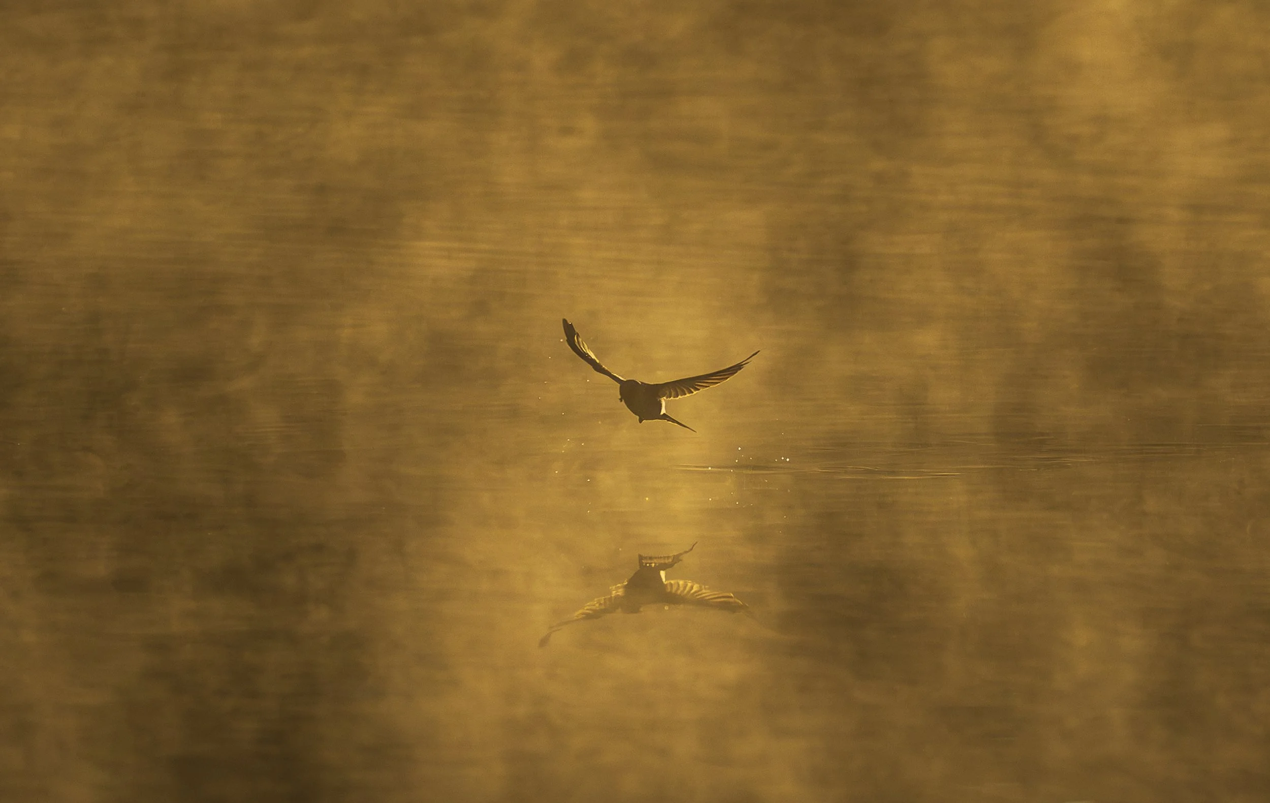 10~Kate McTaggart~Golden Echo~2026-09-15~Monthly Digital - Simplicity.jpg