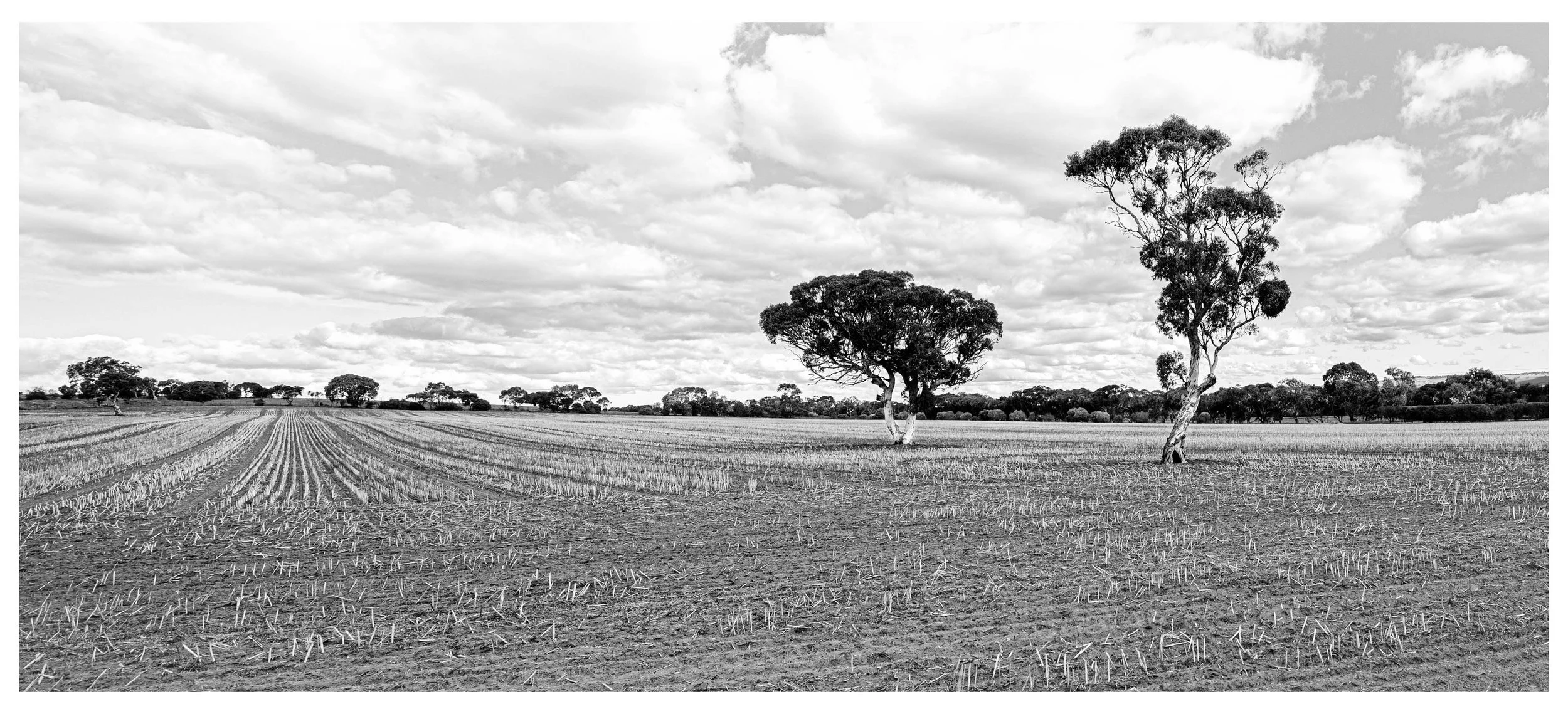 9~Rosemary McArthur~Waiting for rain!~2026-10-20~Print - Broad Horizons.jpg