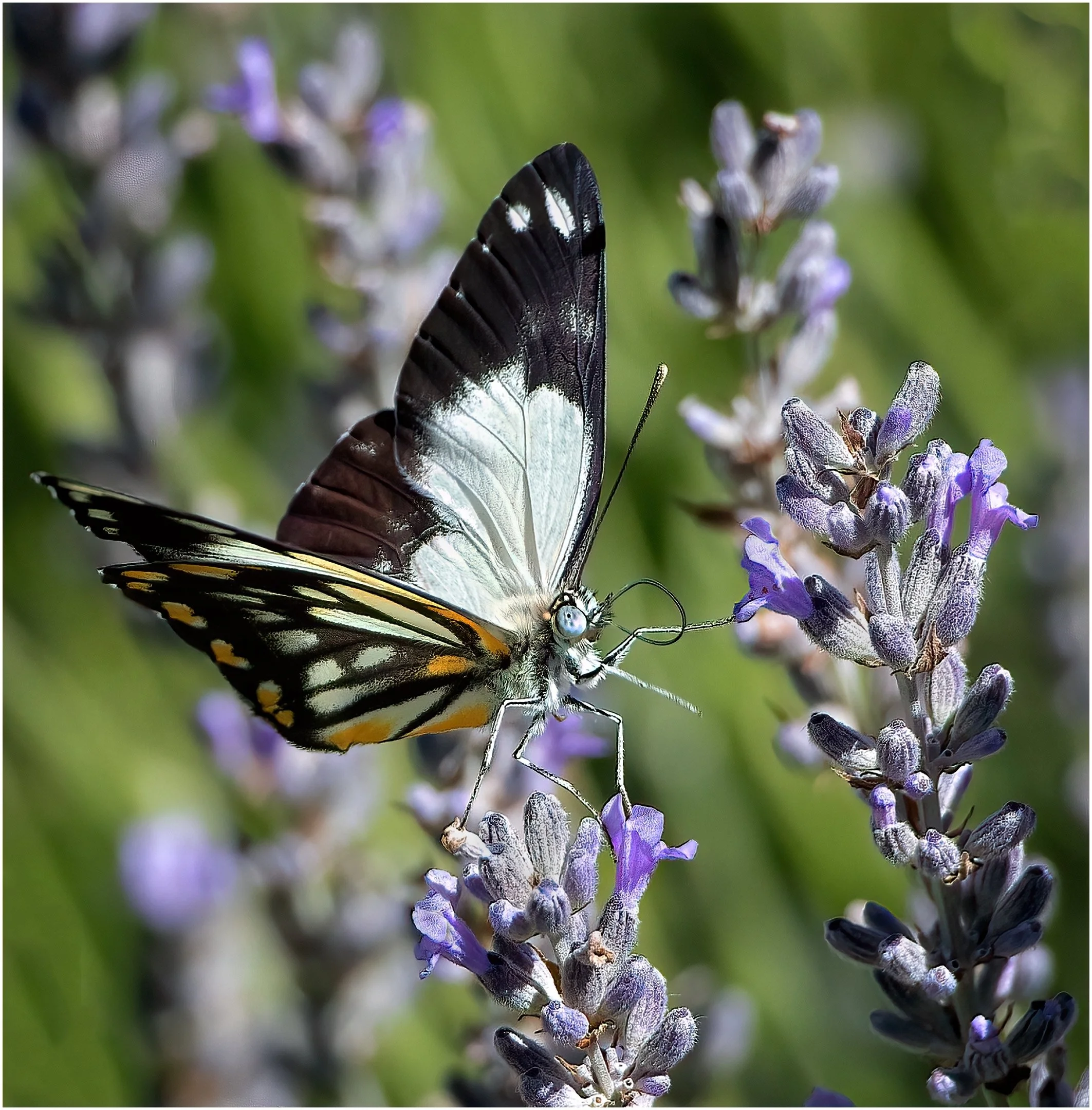 9~Brenda Jones, EFIAP FAPS~Caper butterfly~2026-10-20~Digital Open.jpg