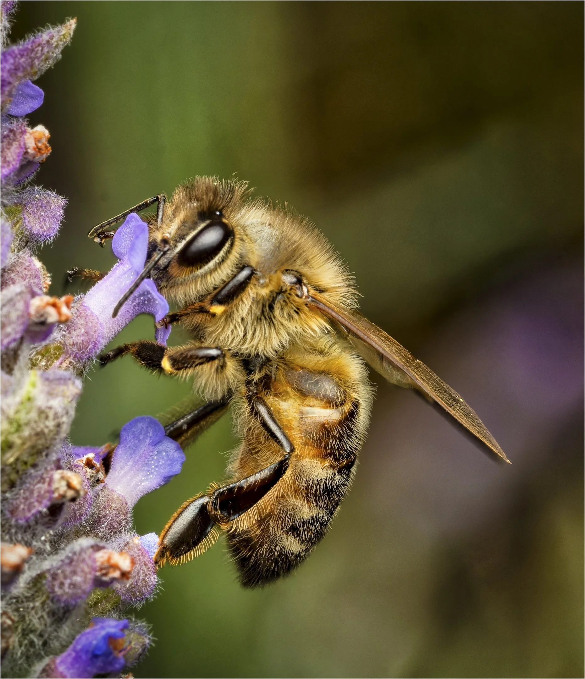 9~Peter Murphy~Lavender Bee~2026-10-20~Digital Open.jpg