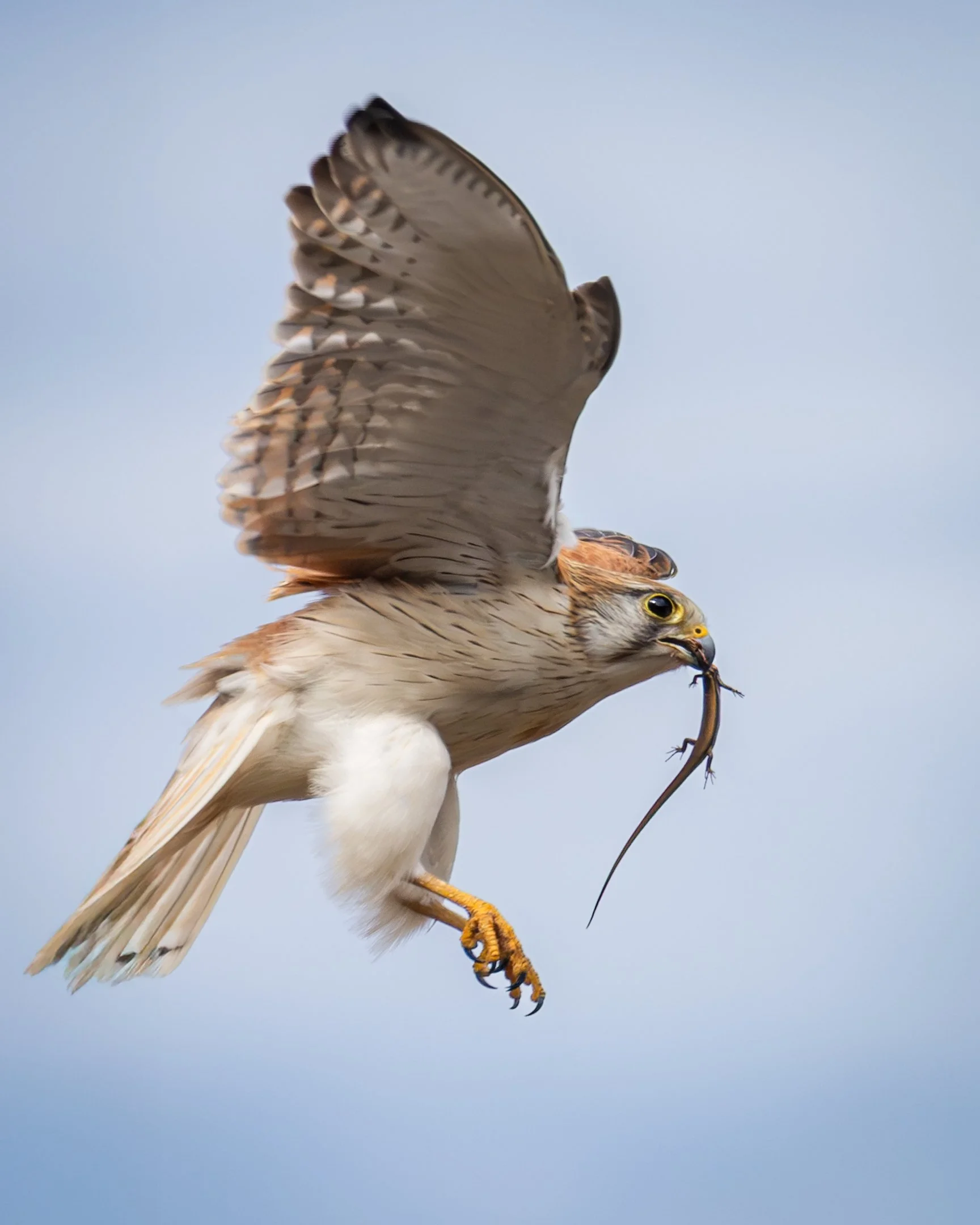 9~Shahid Gul~Kestrel with lunch~2026-10-20~Digital Open.jpg