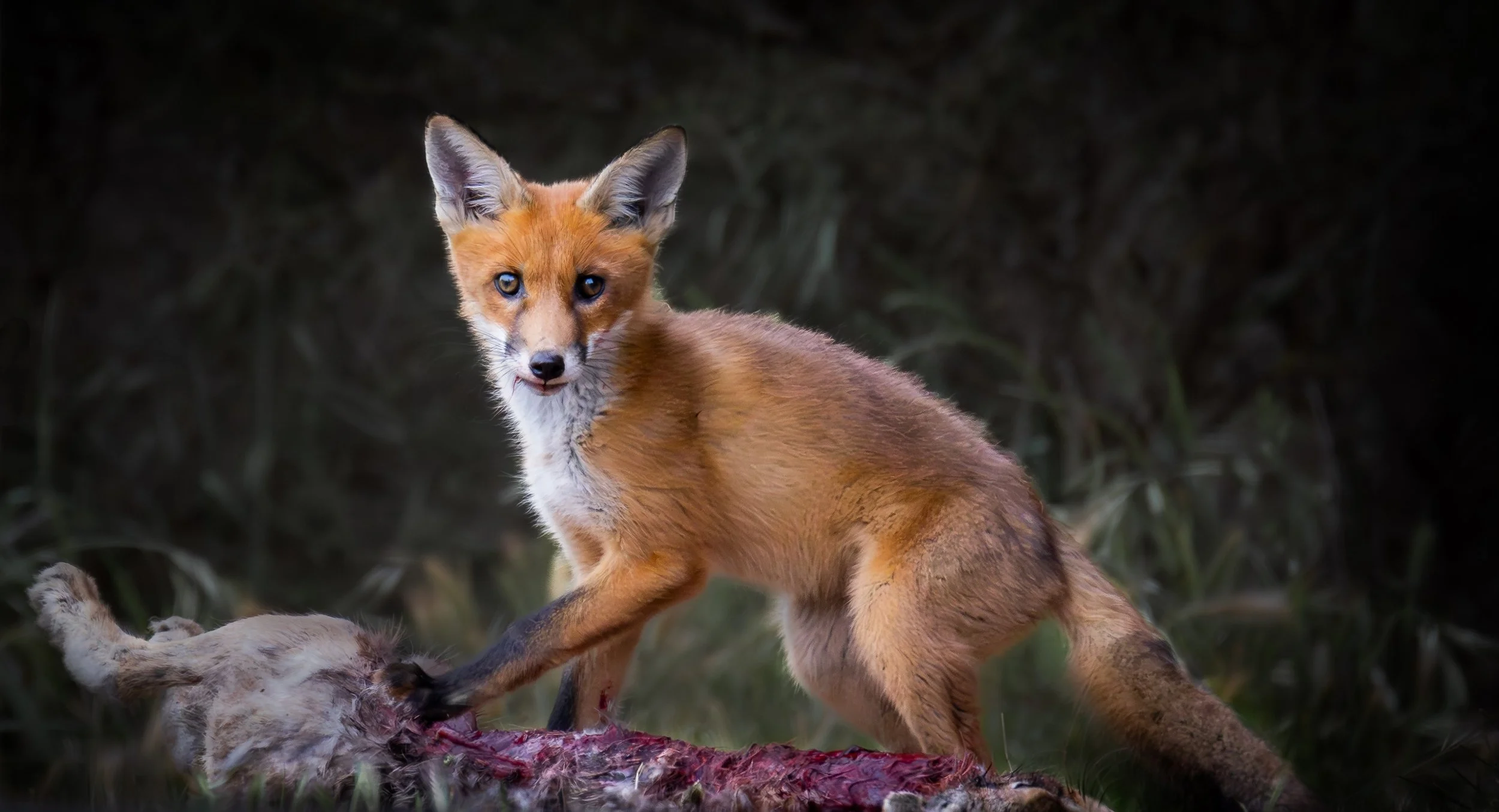 10~Grant England~Guarding My Dinner~2026-10-20~Digital Open.jpg