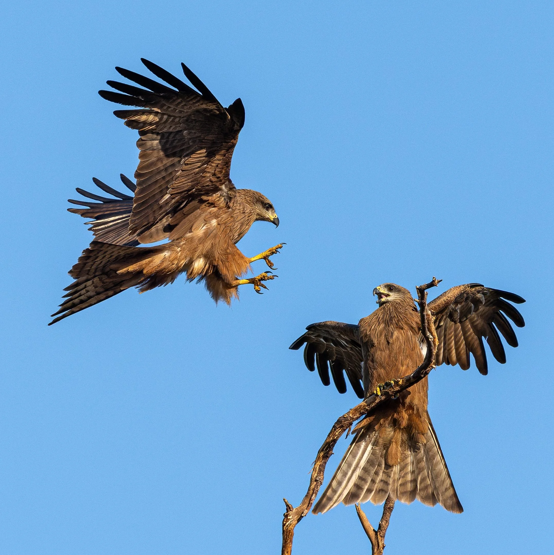 10~Philip Hardy, FAPS~Kite Fight~2026-10-20~Digital Open.jpg