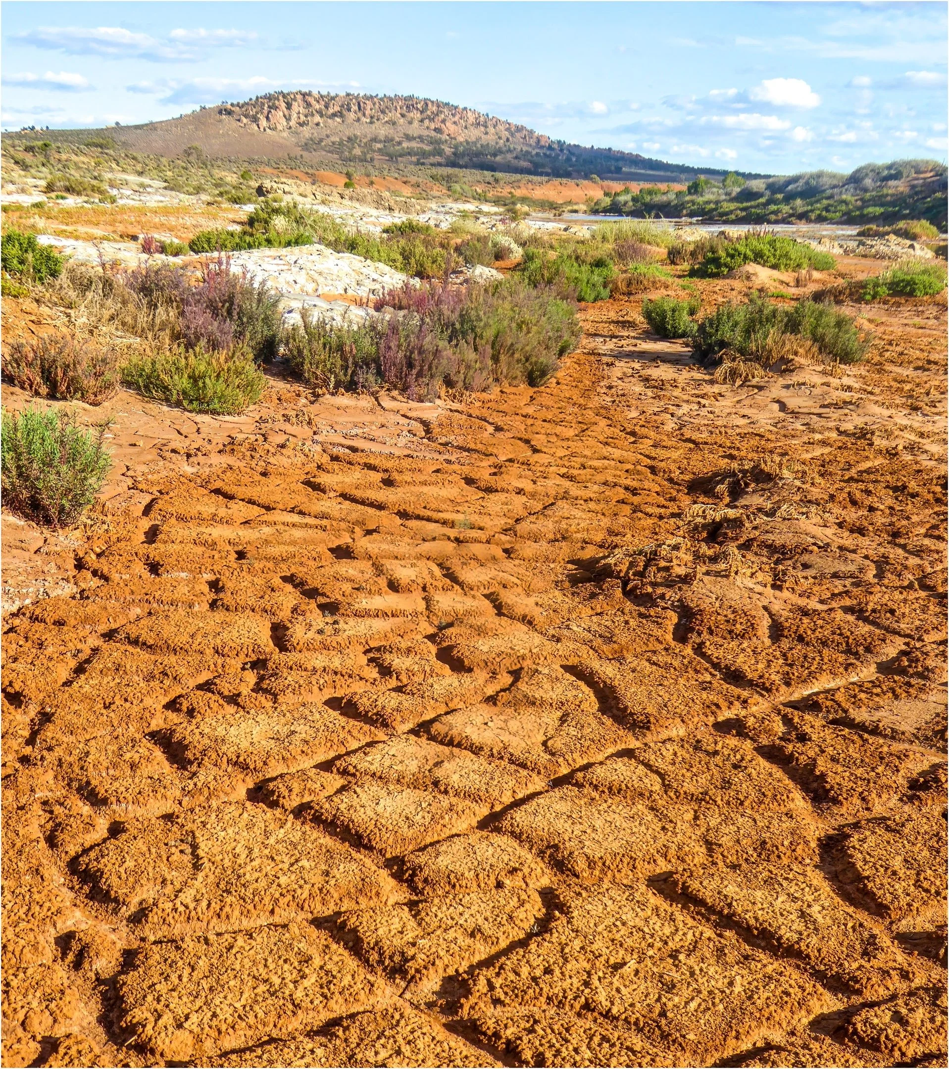 10~Robert Woodward~Willochra Dry~2026-10-20~Digital Open.jpg