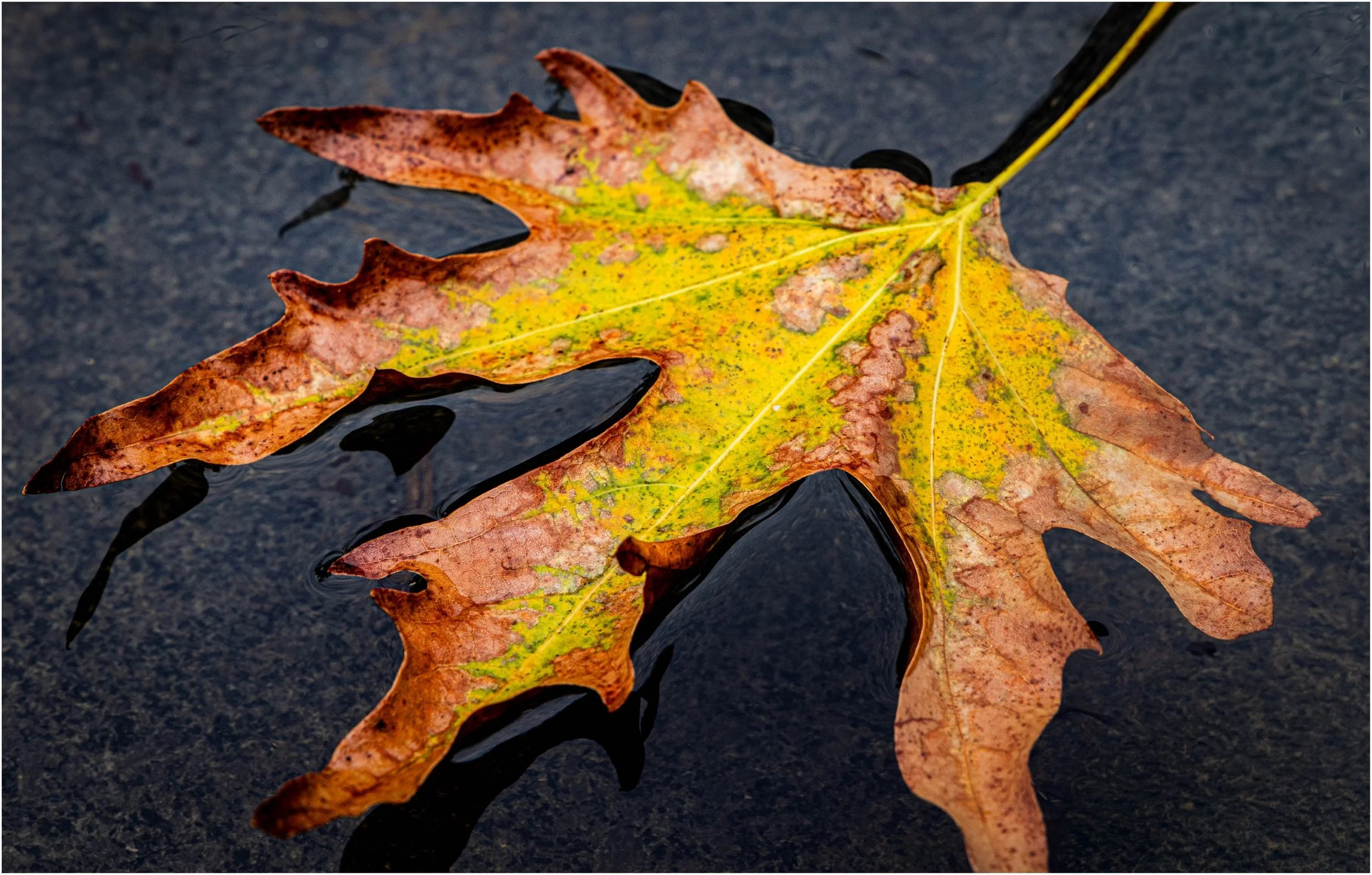 10~Rosemary McArthur~Delicate autumn colors.~2026-10-20~Digital Open.jpg
