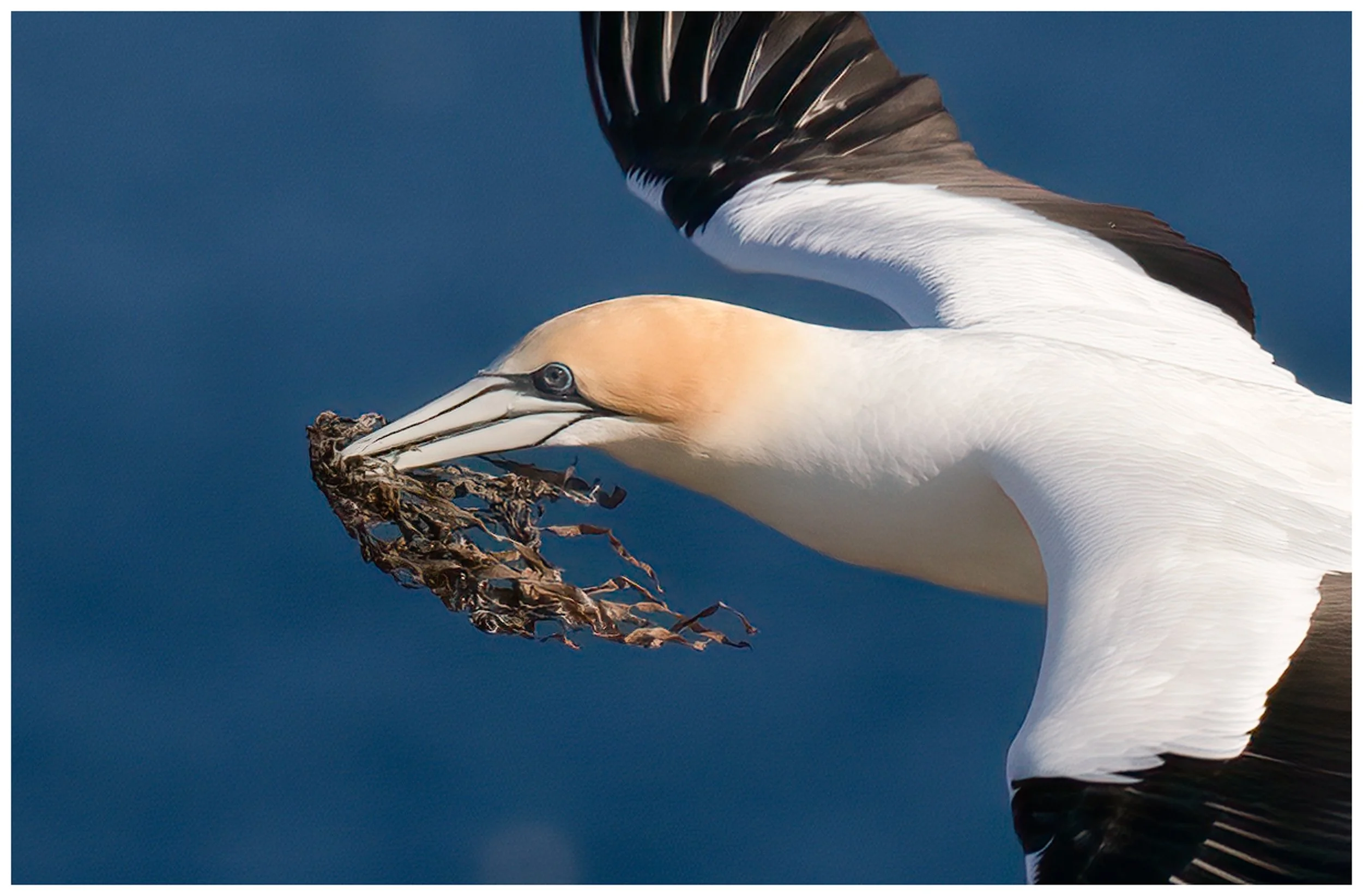 10~Wayne Hough~For the Nest~2026-10-20~Digital Open.jpg