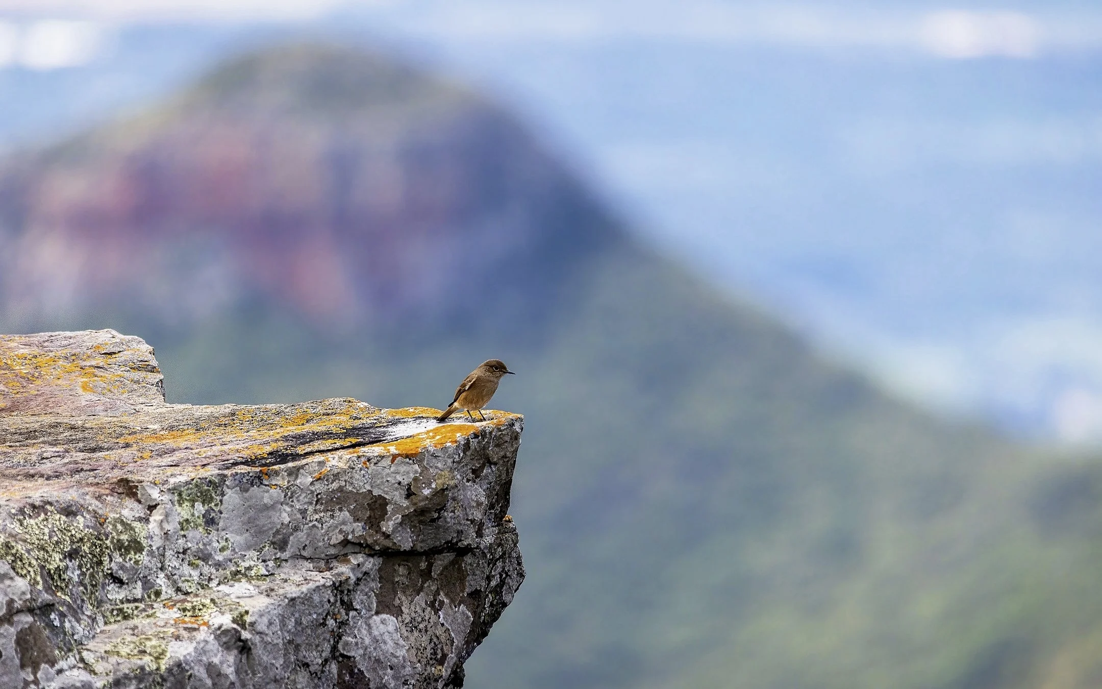 21 Yvonne Smuts CREATION OBSERVED 07 Colour Print.jpg