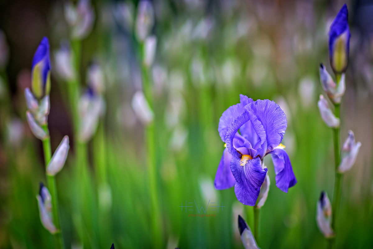 iris.jpg