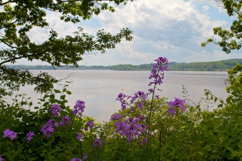 the presumpscot river estuary 