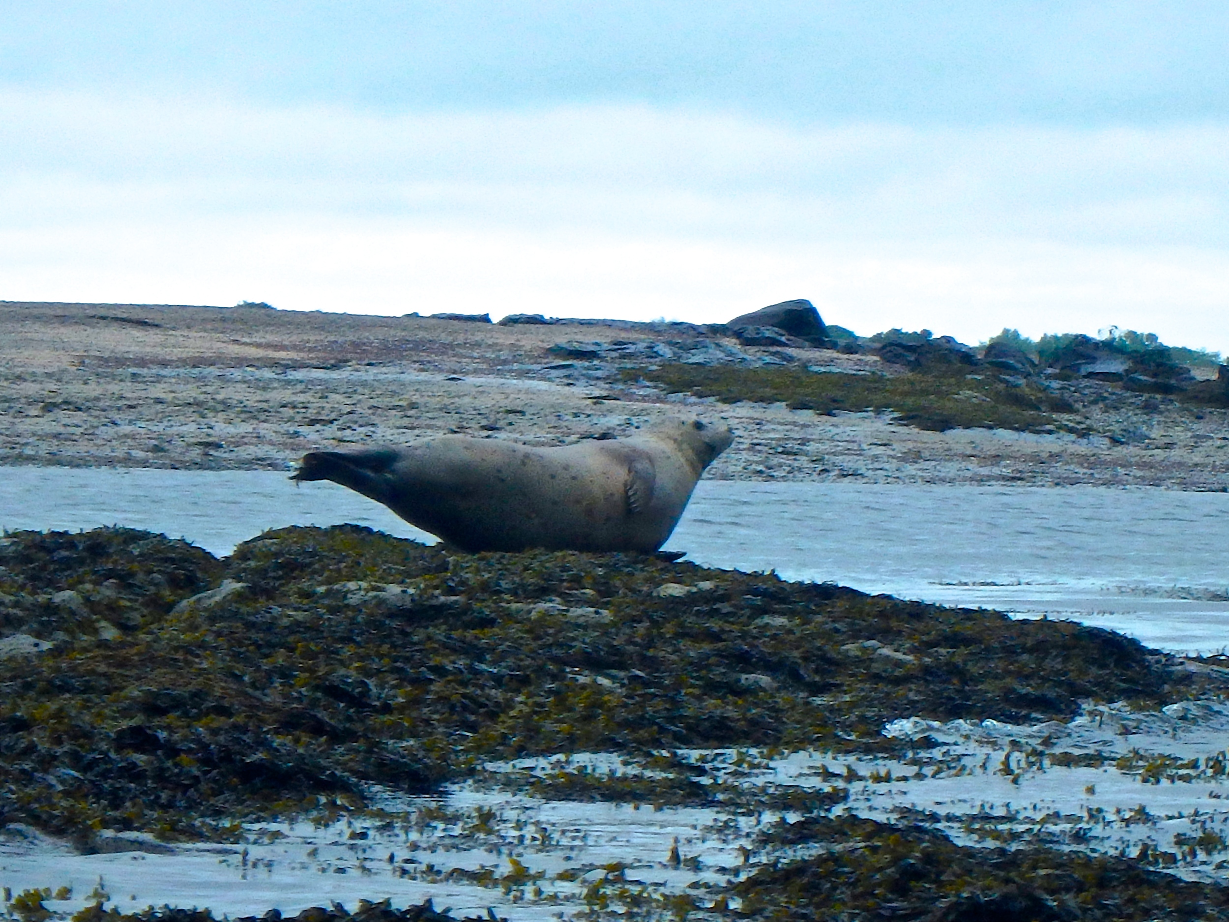 Kayak to Fort — Portland Paddle