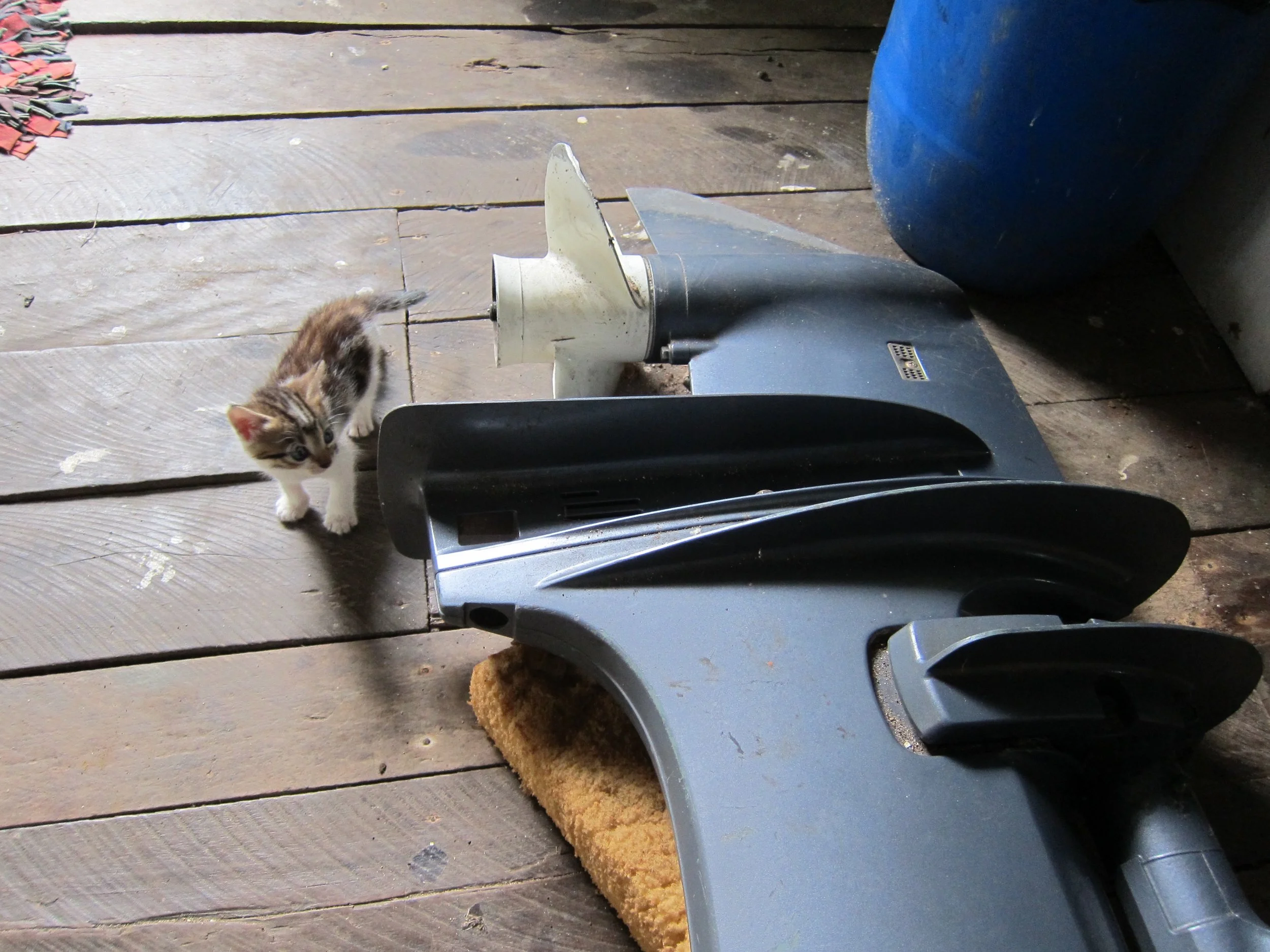 16 Kitten meets outboard, Ratu’s house.jpg