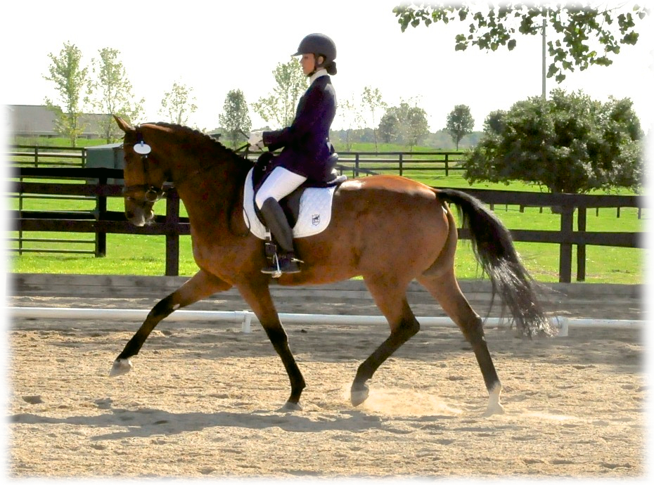 akdressage-september-2012-3.jpg