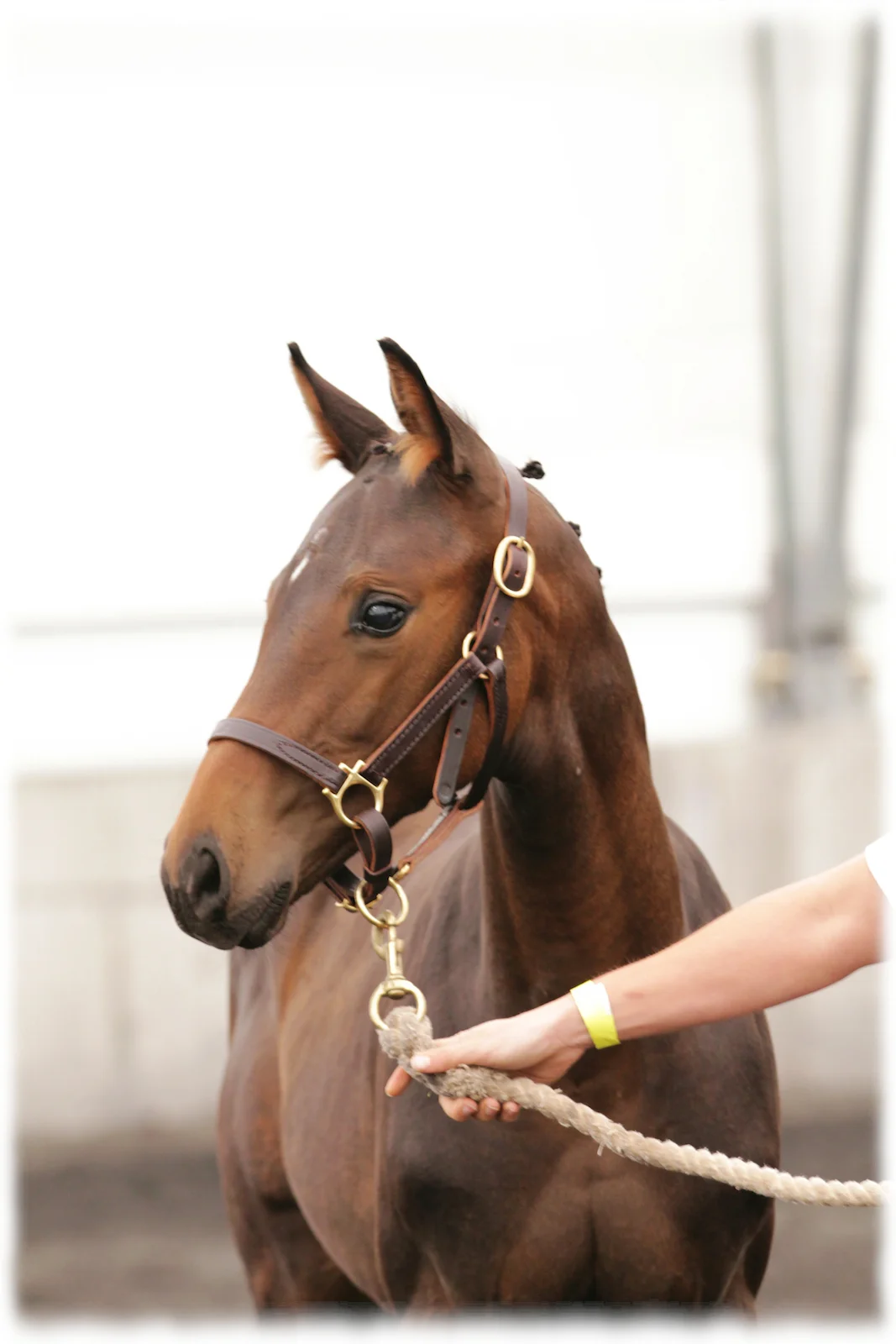 hanoverian-inspection-october-2012-2.jpg