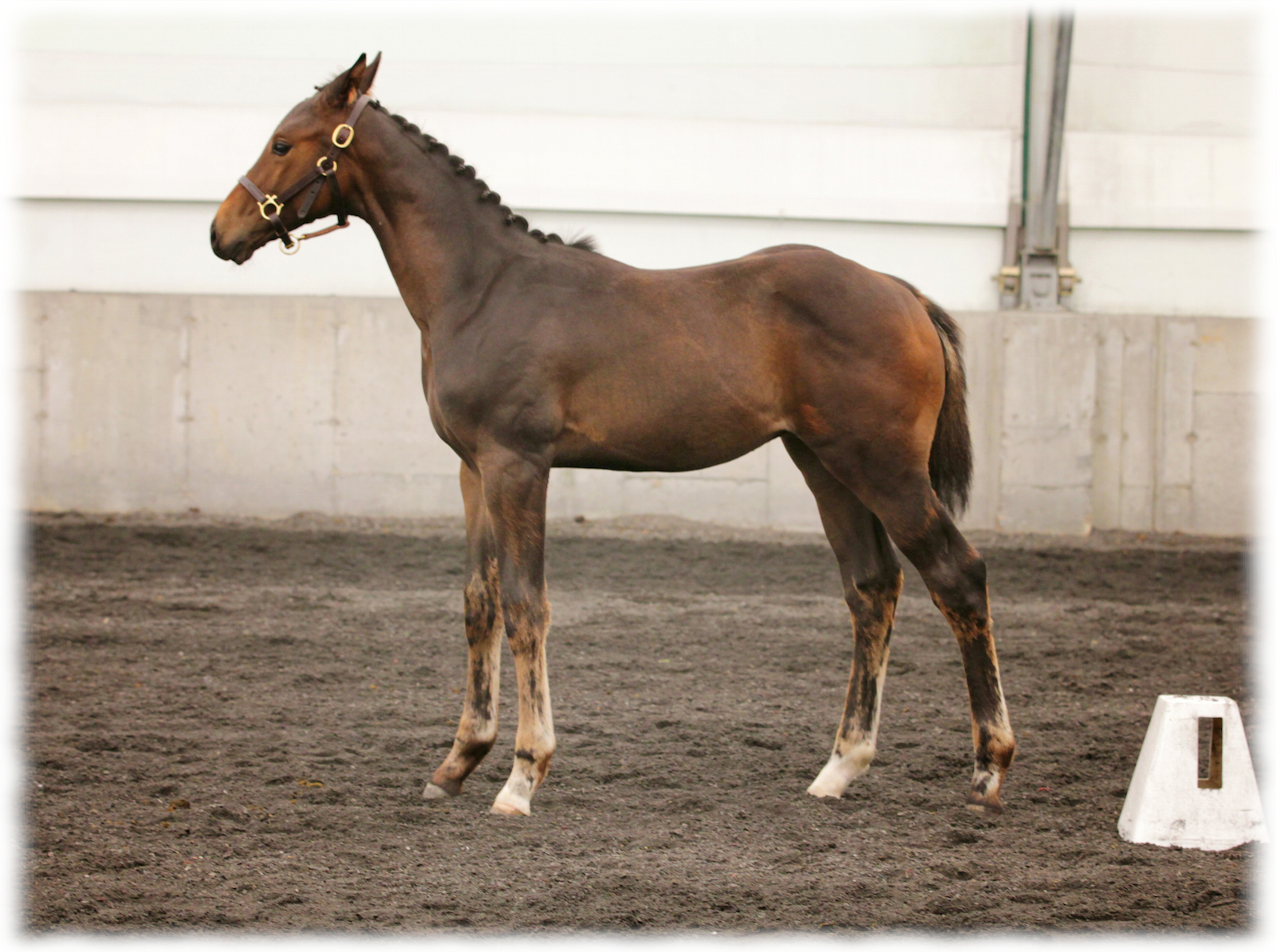 hanoverian-inspection-october-2012-1.jpg