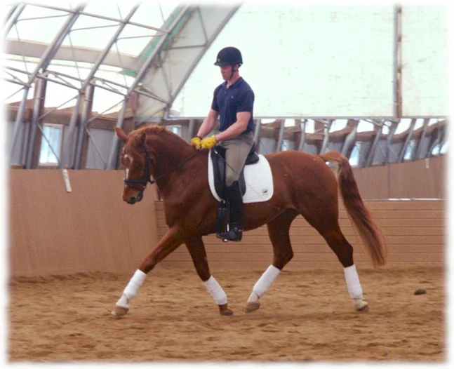 young-horse-clinic-endeavor2-flare.jpg