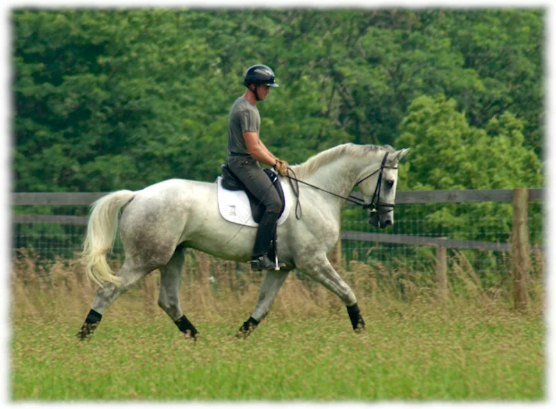 dominick_sales_field-trot.jpg