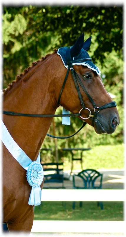 young-horse-champ-1.jpg